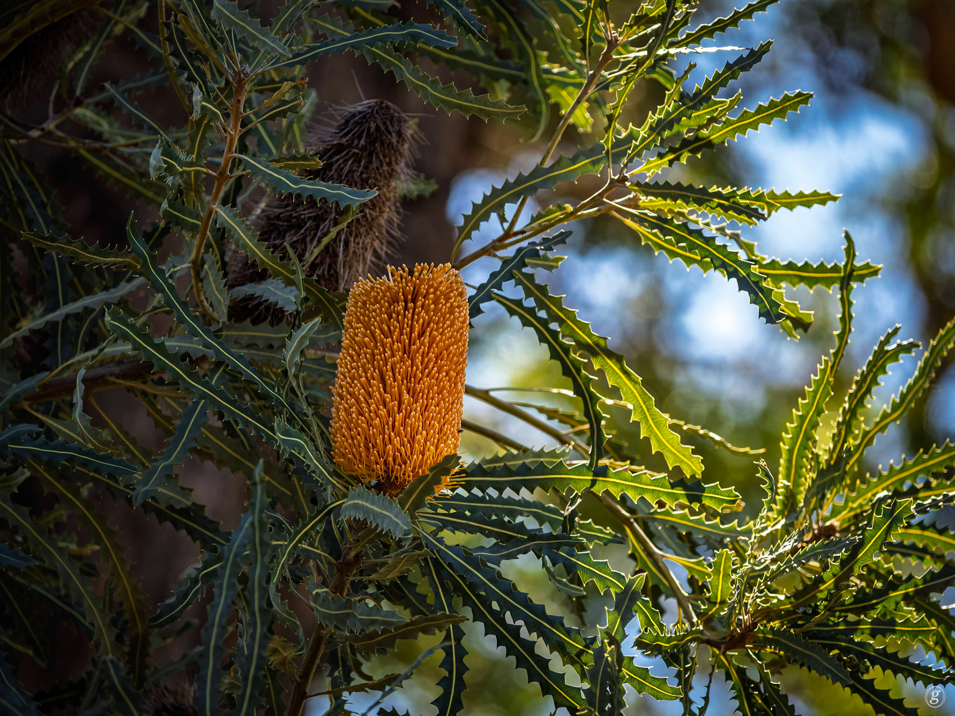 Banksia (Banksia Speciosa)