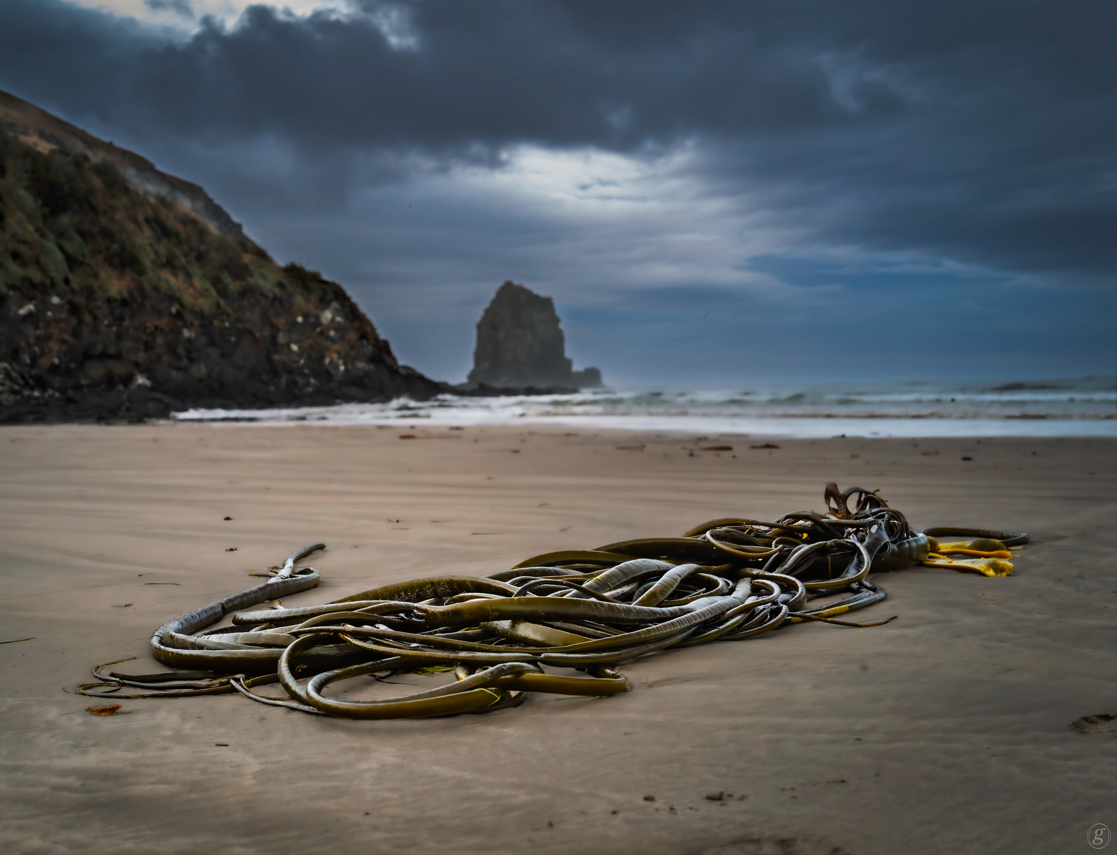 Stranded... kelp at Cannibal Bay