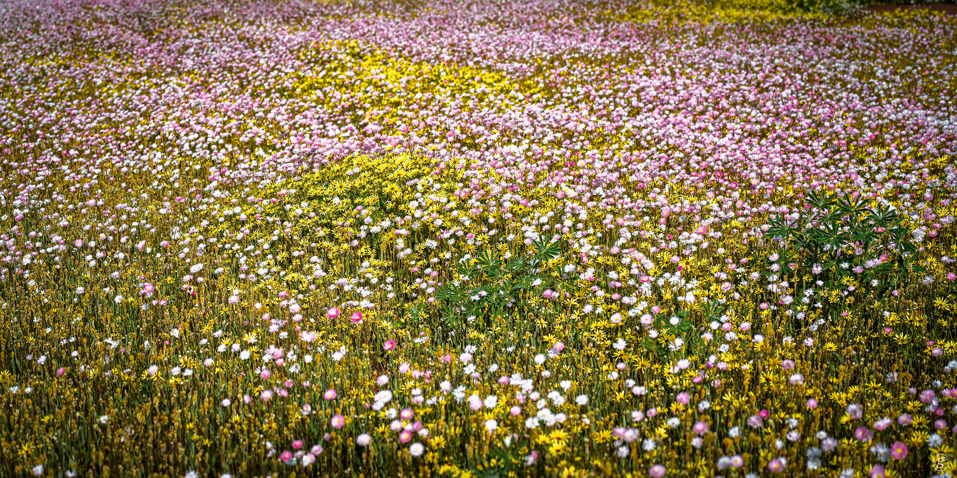 Pink & White Everlastings