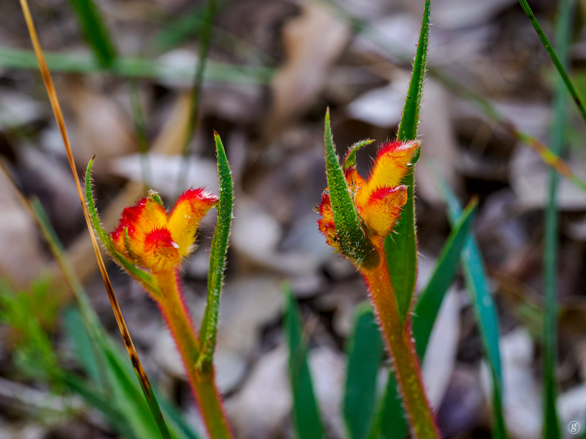 Cat’s Paw (Anigozanthos humilis)