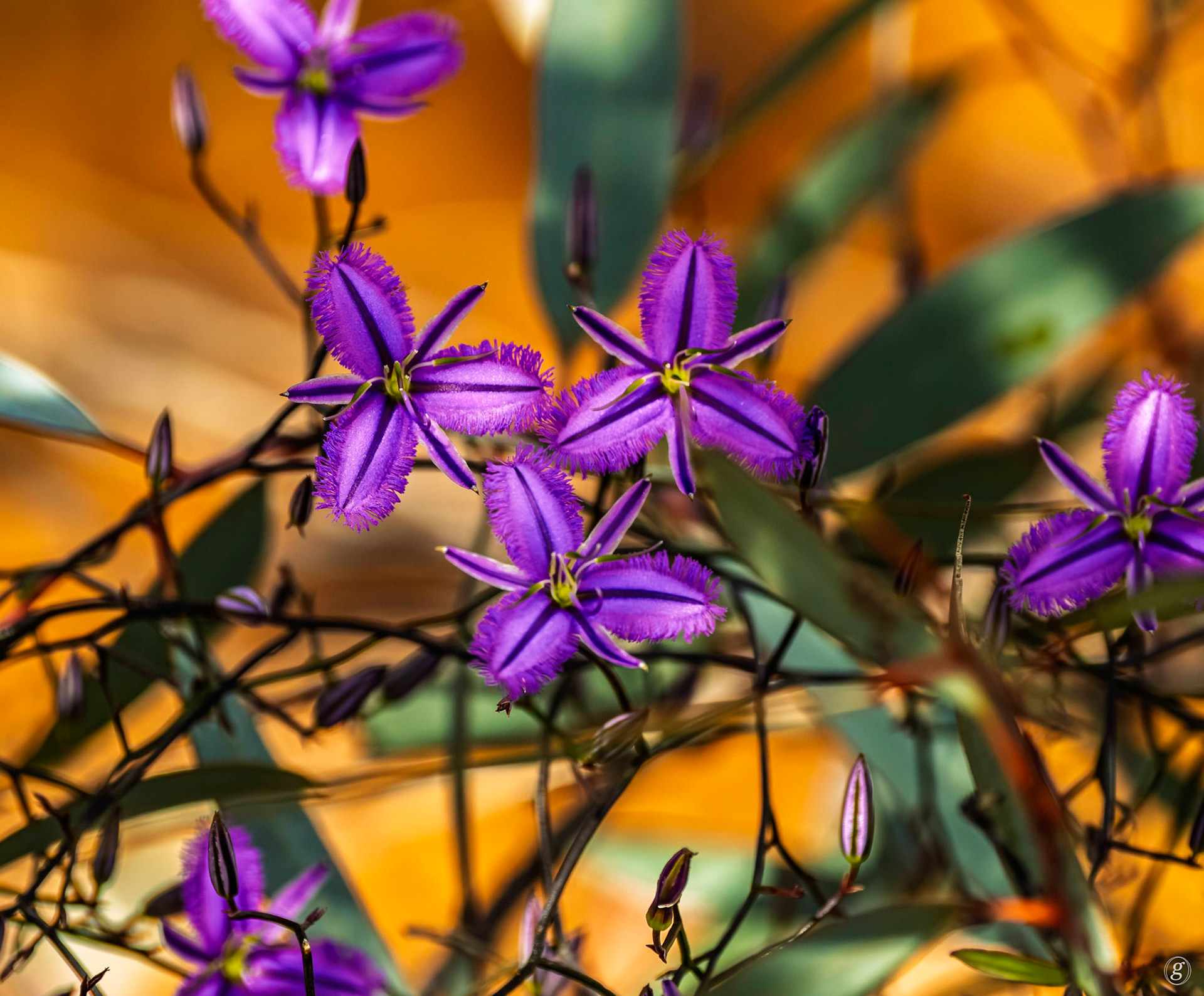 Fringed Lily (Thysanotus tuberosus)