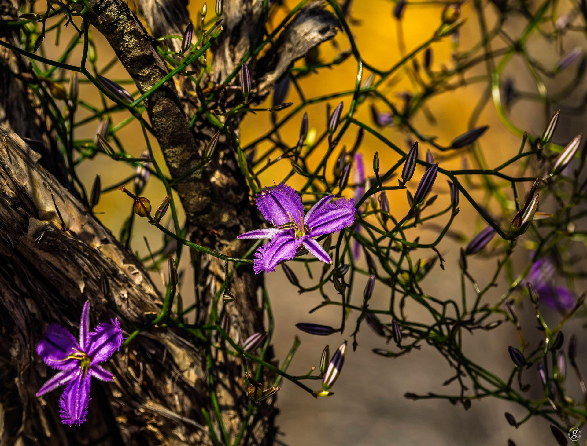 Fringed Lily (Thysanotus multiflorus)