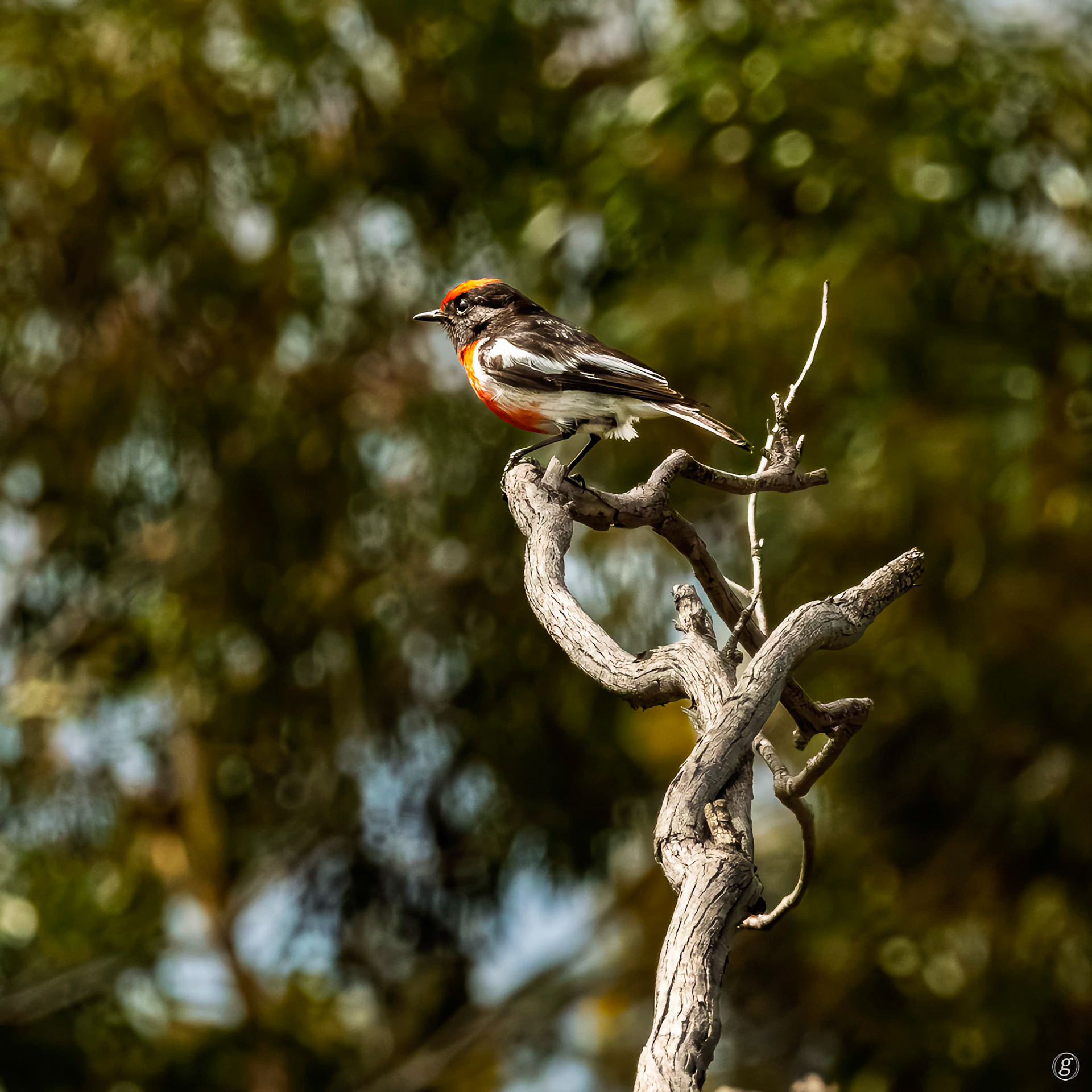 Red-capped Robin (Petroica goodenovii)