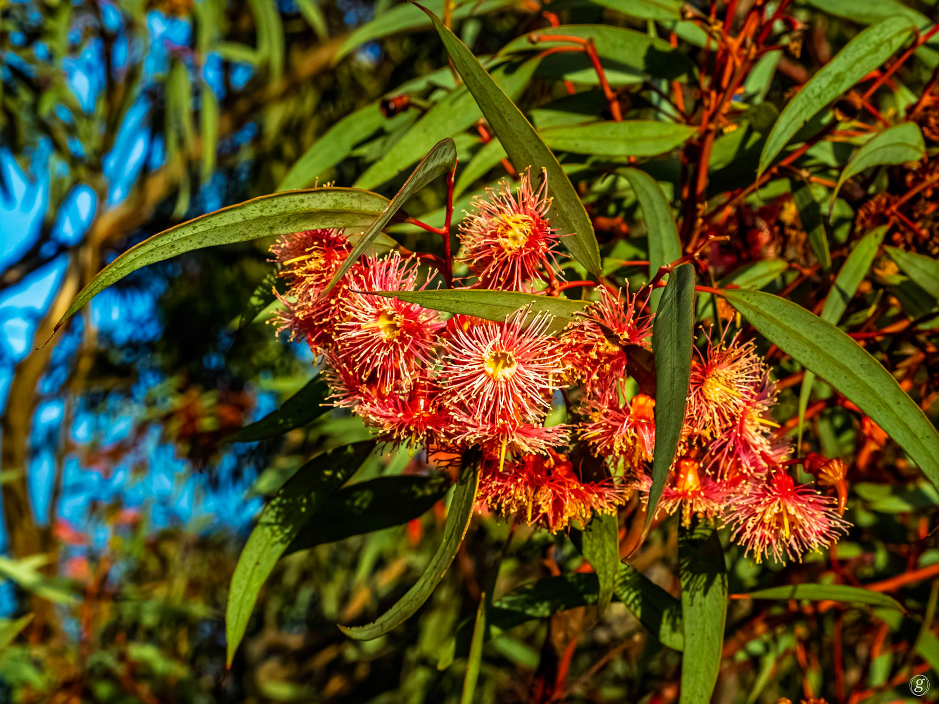 Red-flowering Gum (Corymbia ficifolia)