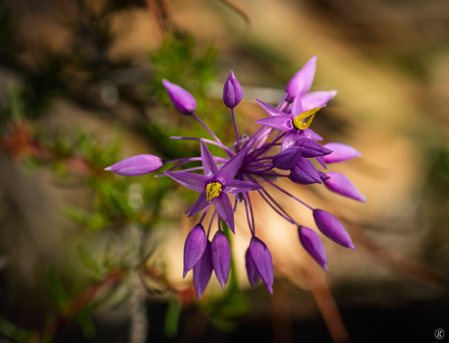 Blue Stars (Cyanicula gemmata)