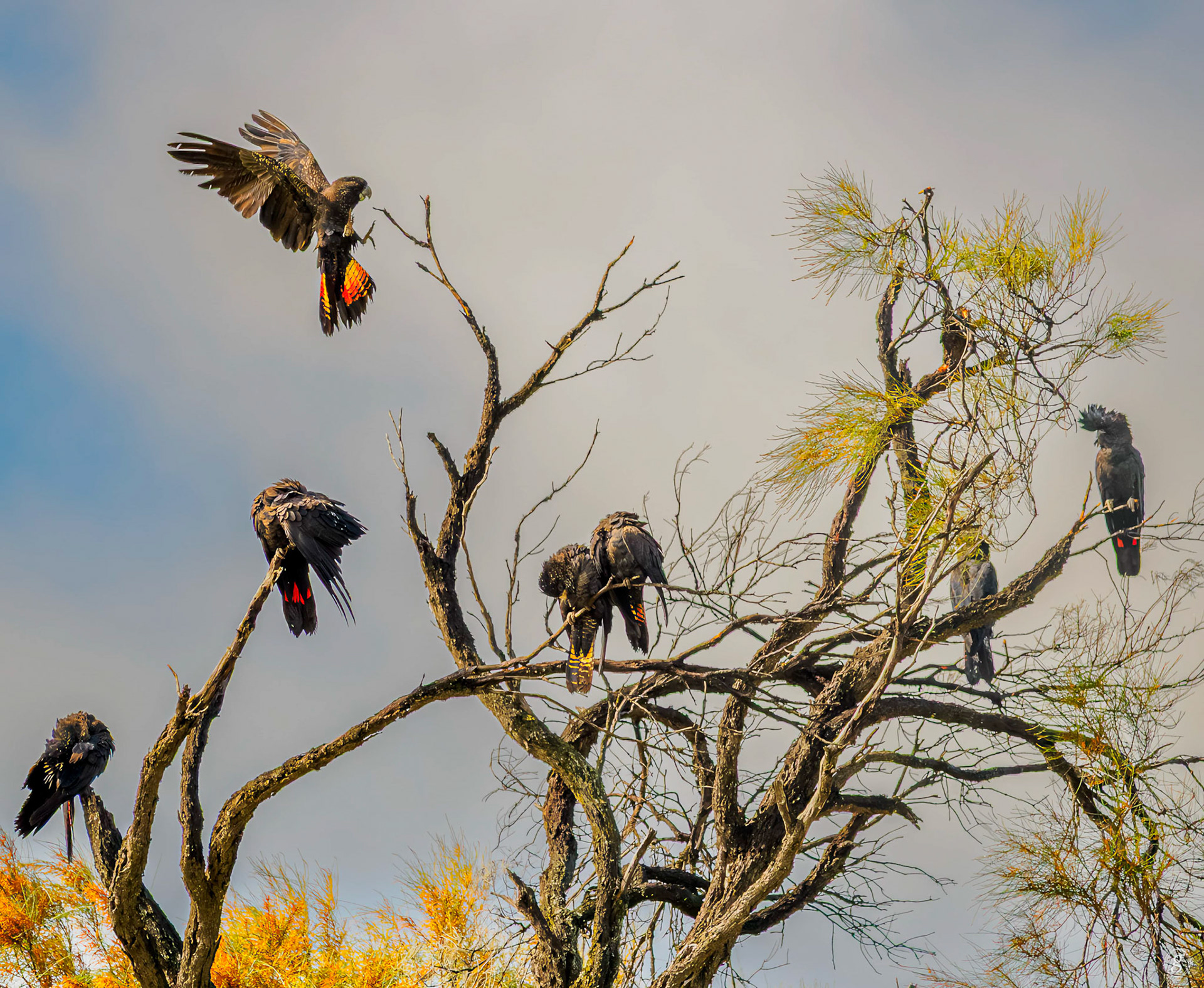 Red-tailed black-cockatoo (Calyptorhynchus banksii)