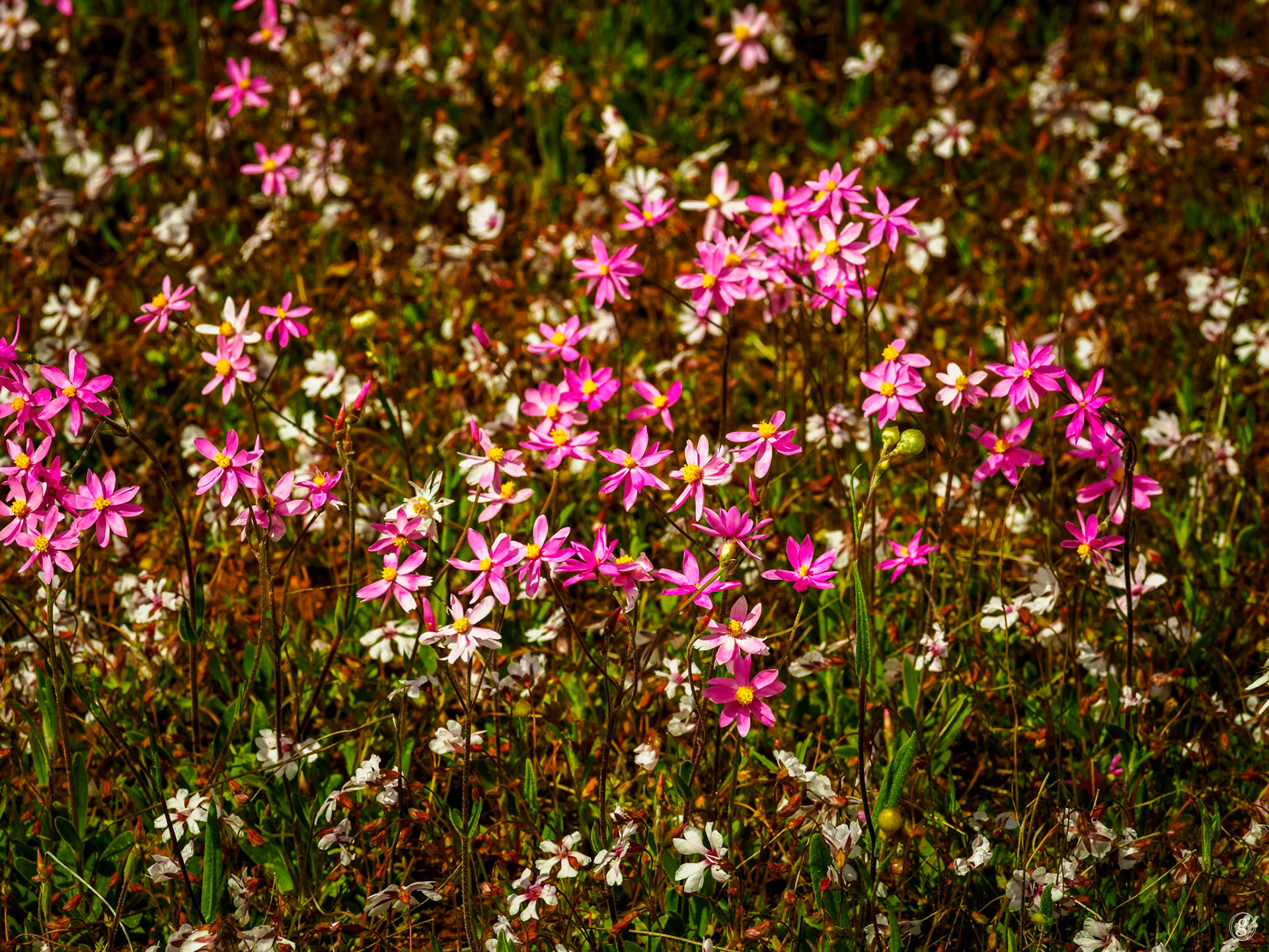 Pink & White Everlasting Daisies (Rhodanthe chlorocephala subsp. rosea)