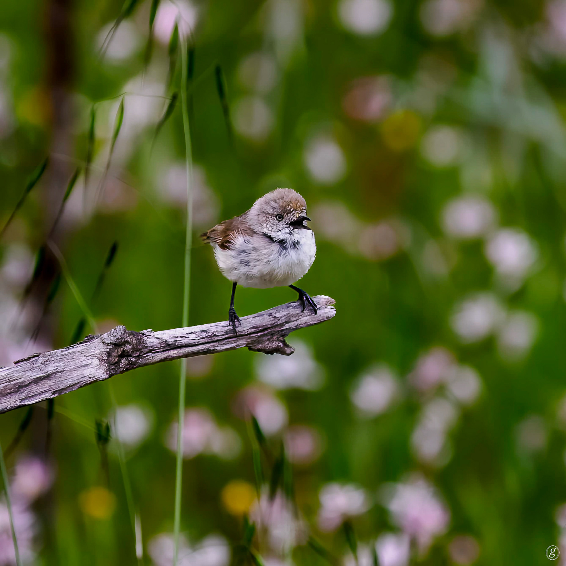 Western Thornbill (Acanthiza reguloides)
