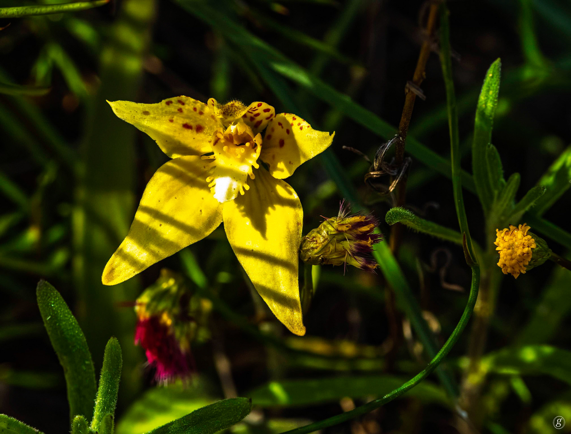 Cowslip Orchid (Caladenia flava)-2