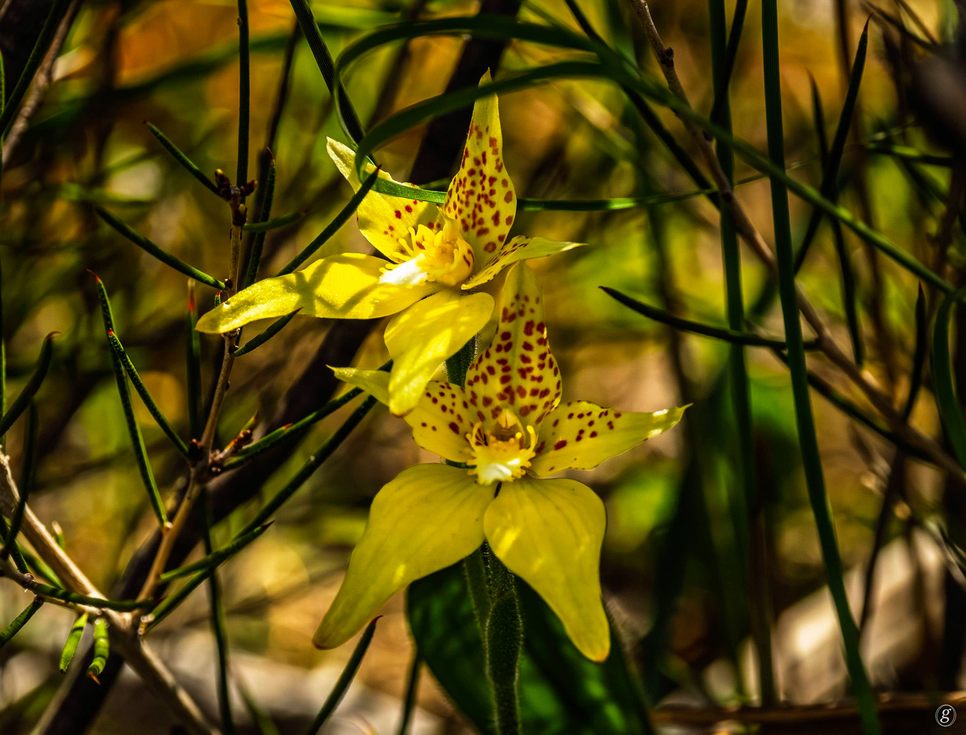 Cowslip Orchid (Caladenia flava)