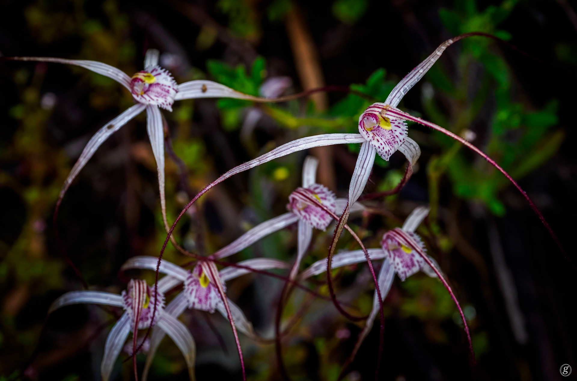 Spider Orchid (Caladenia species)