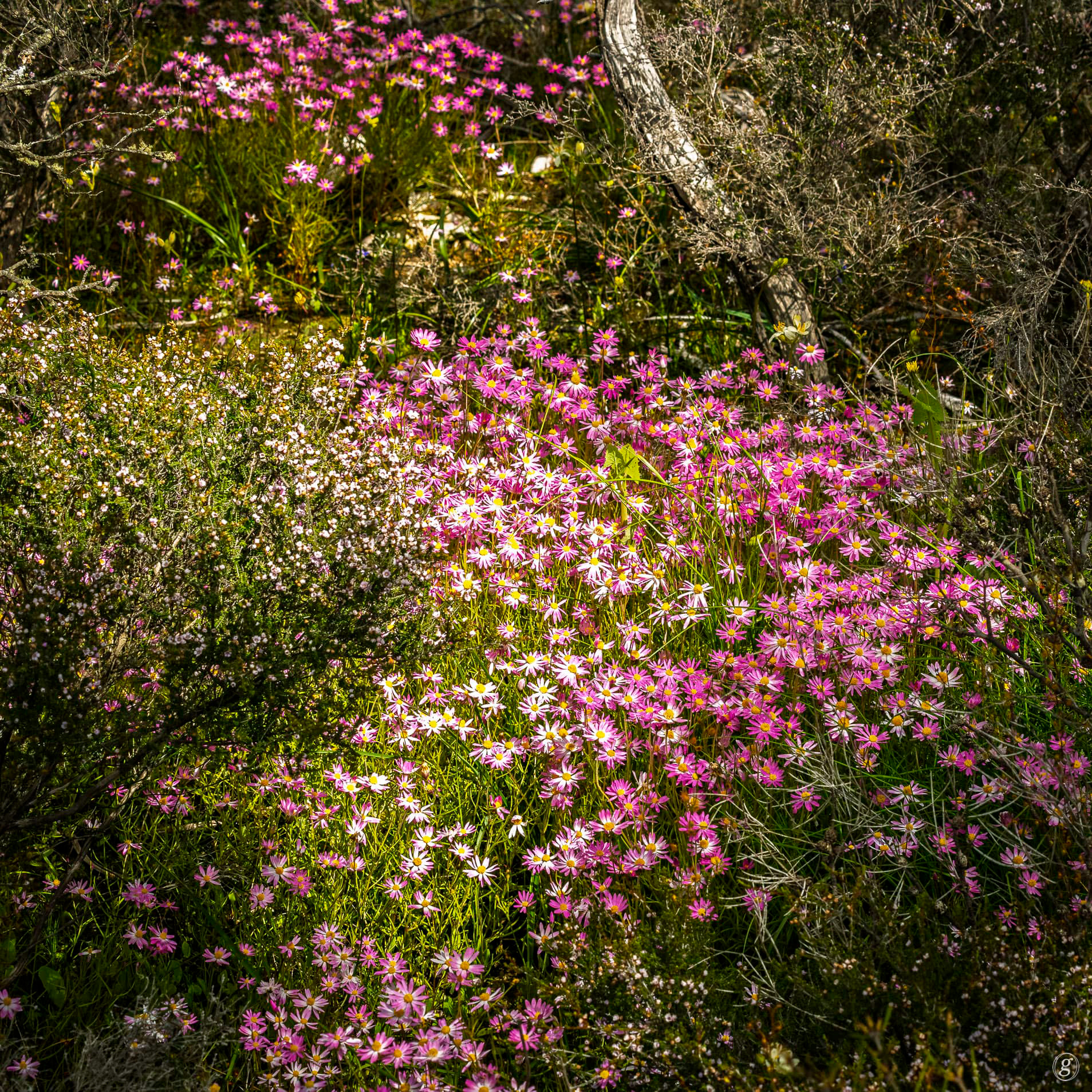 Everlastings (Pink) (Rhodanthe chlorocephala subsp. rosea)