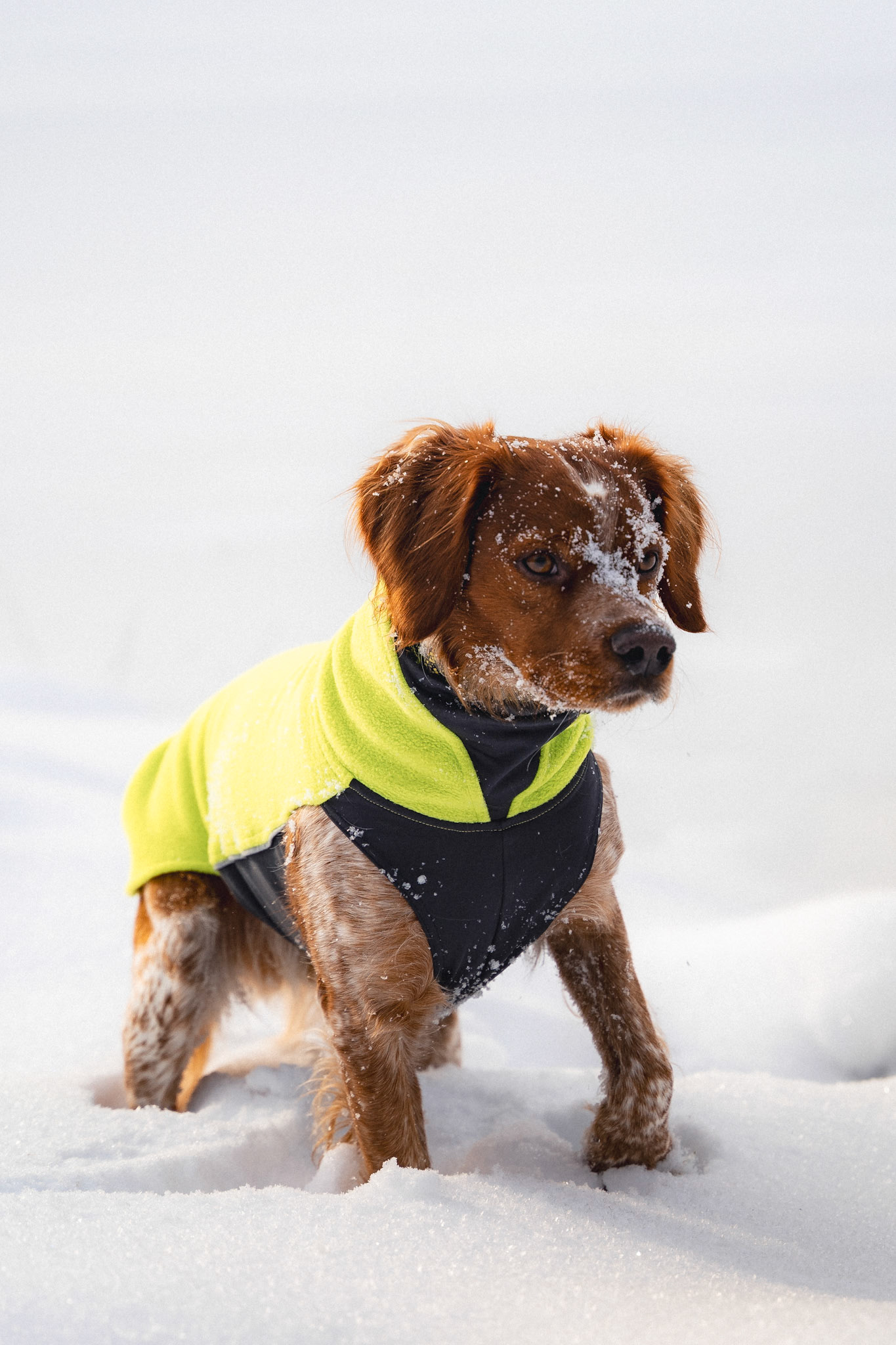 Woobojky, Pompadogwear