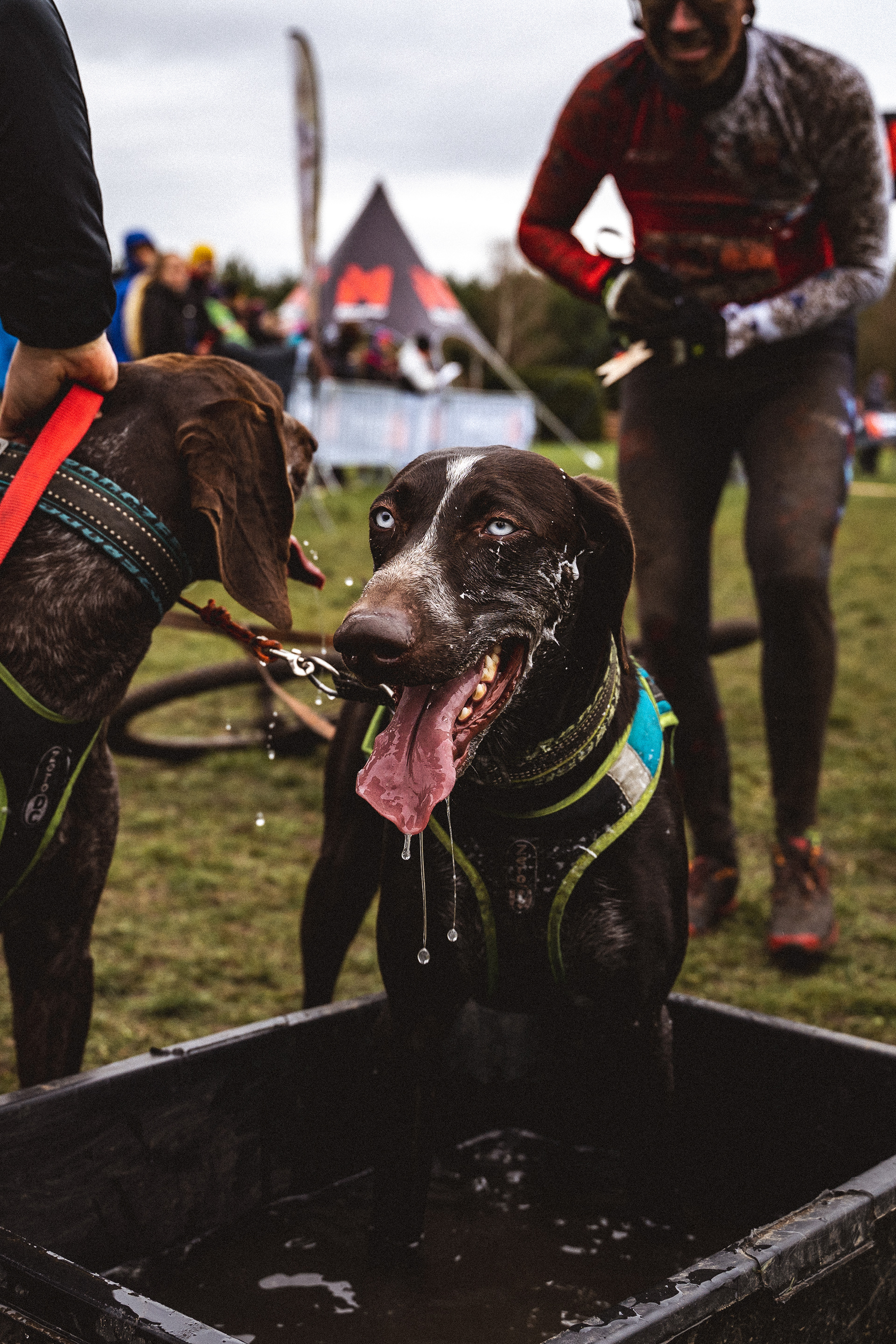 reportážní foto, mushing