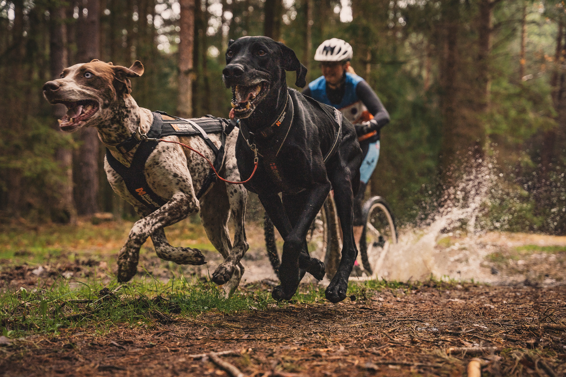 reportážní foto, mushing