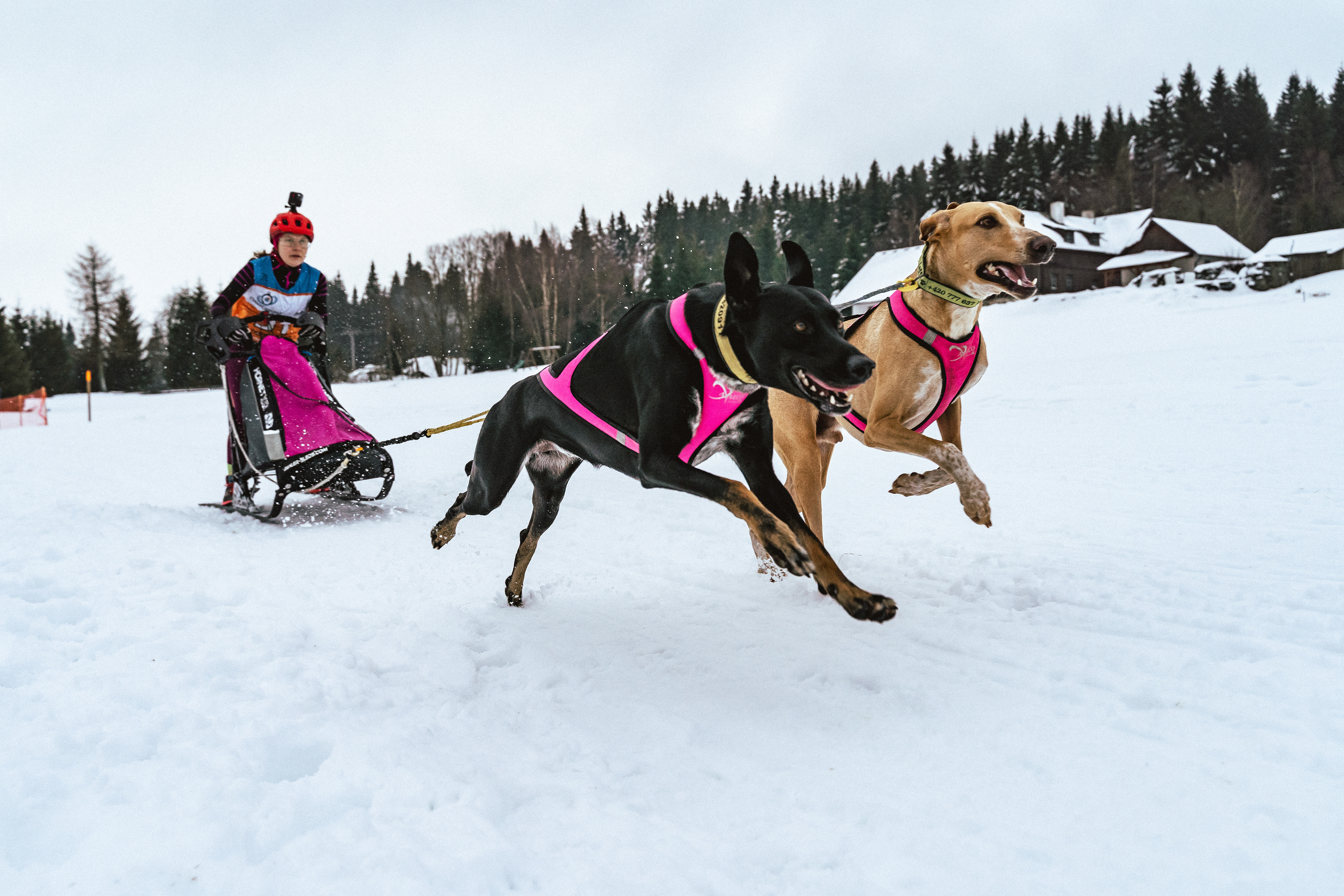 reportážní foto, mushing