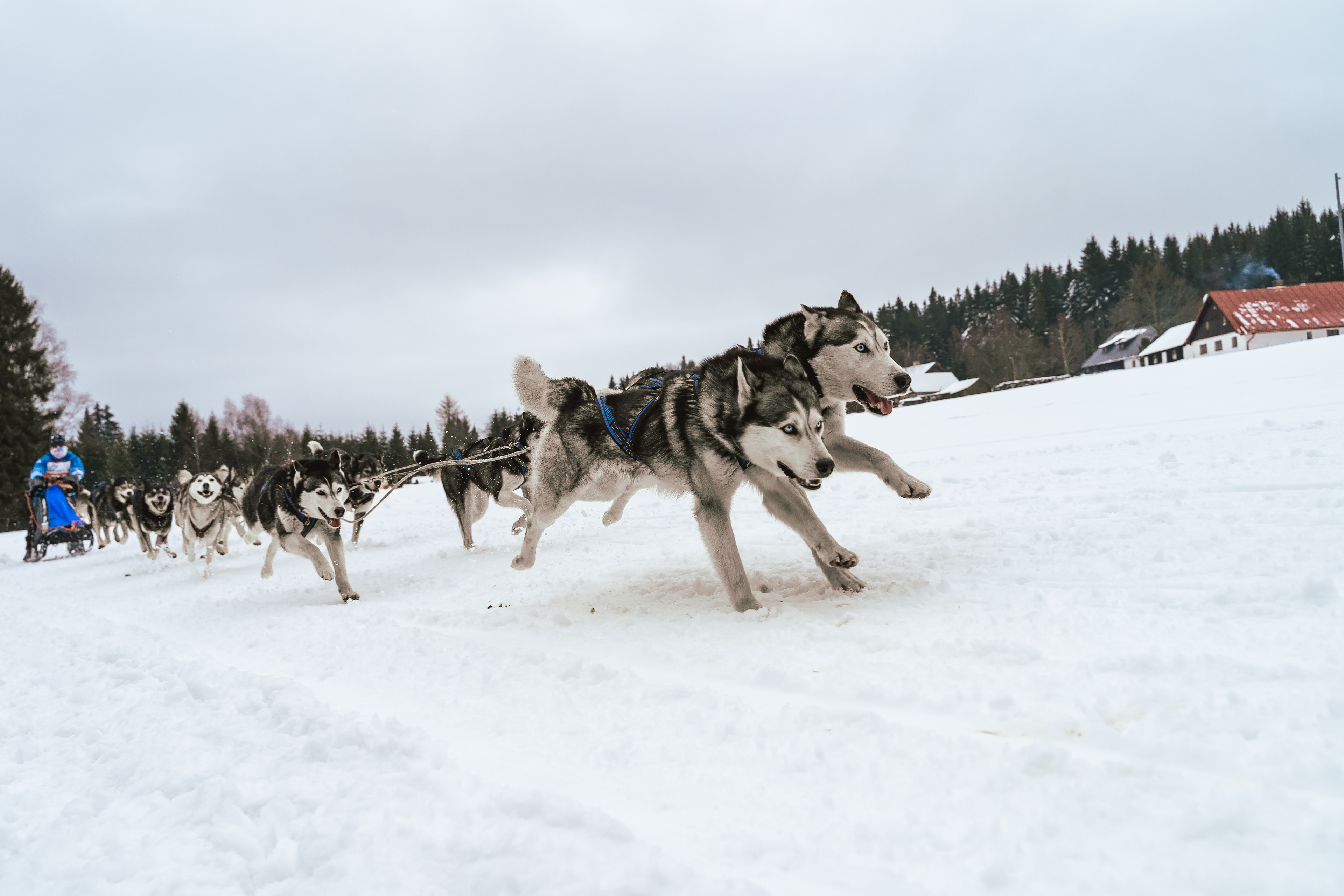 reportážní foto, mushing
