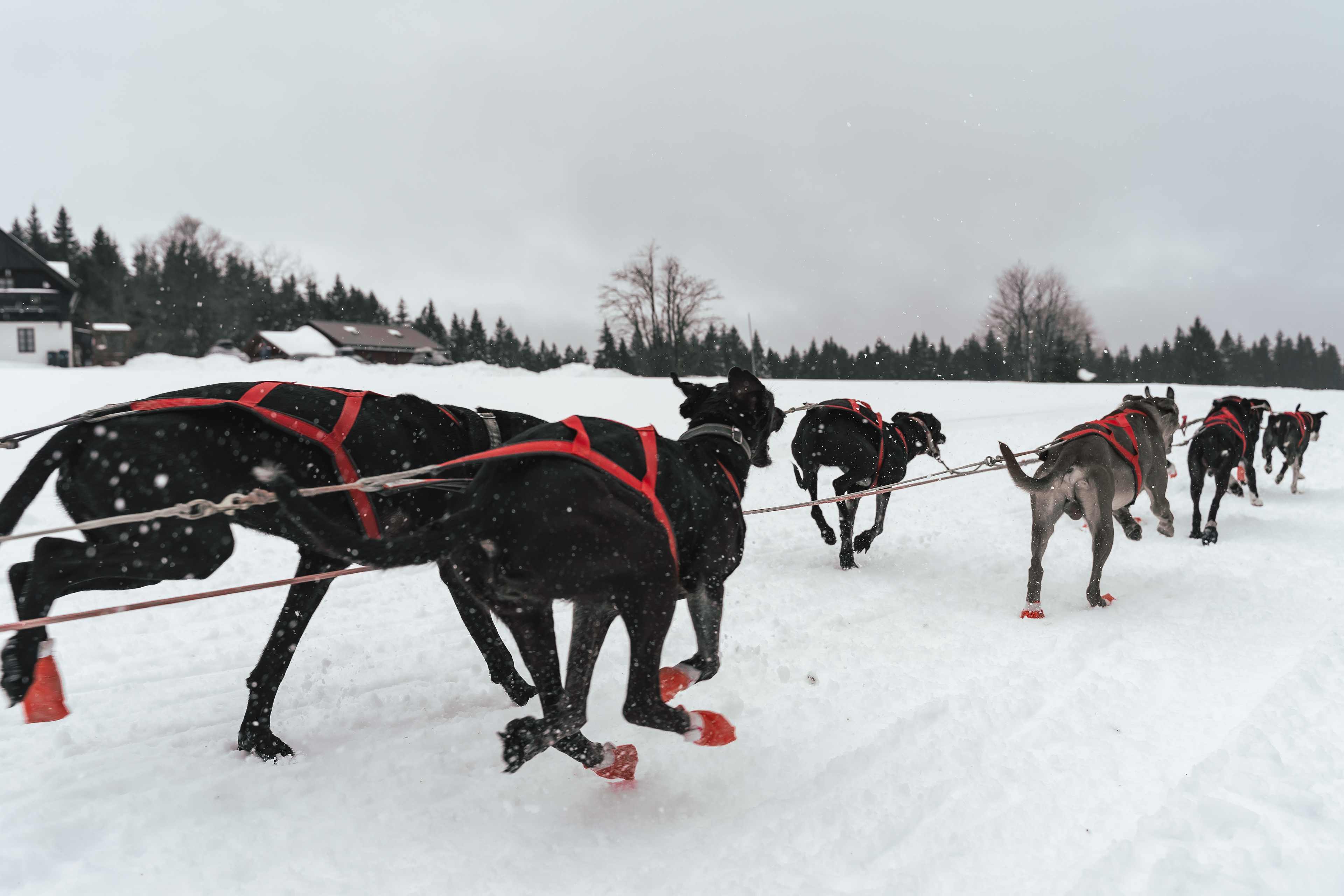 reportážní foto, mushing