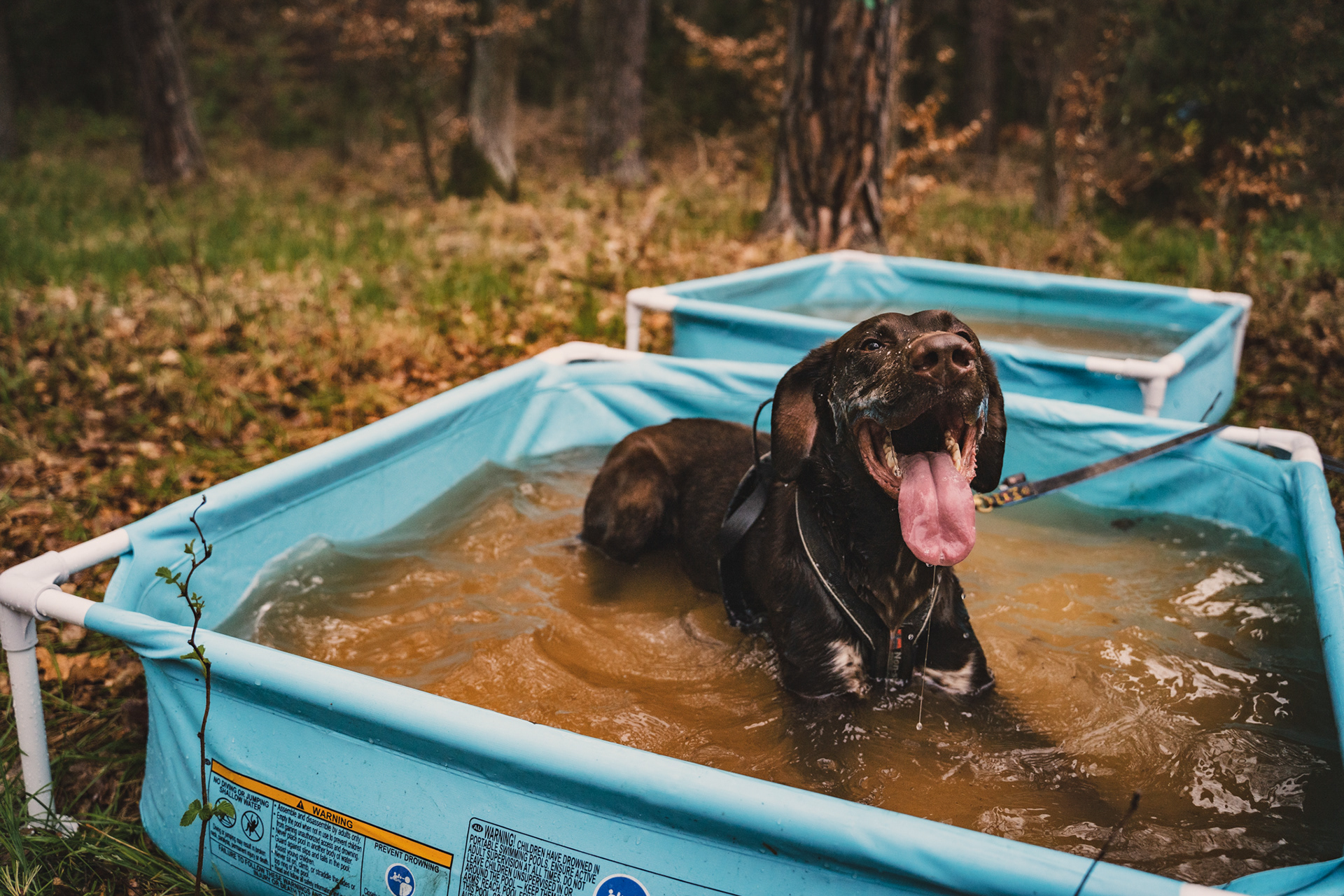 reportážní foto, mushing