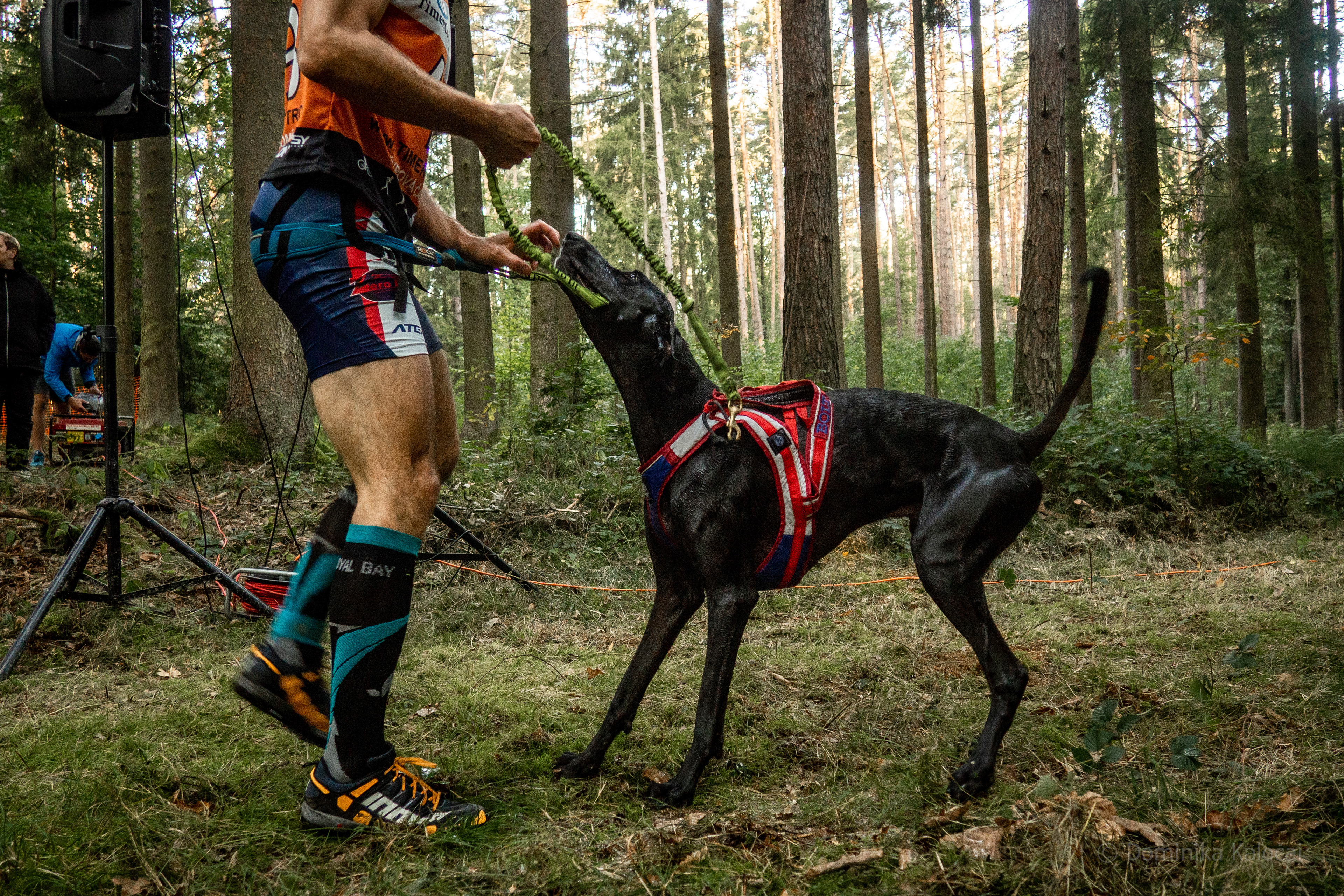 reportážní foto, mushing