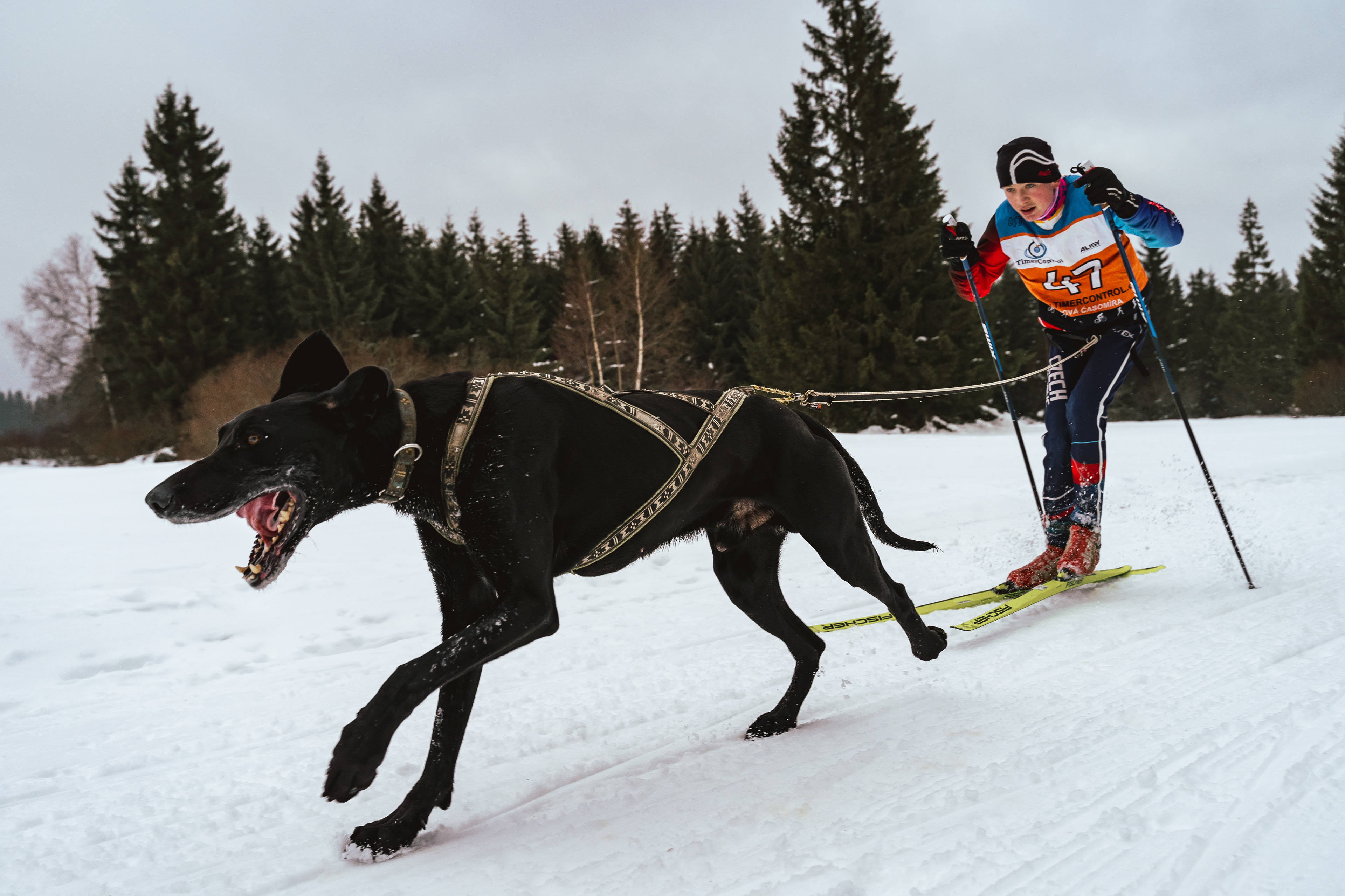reportážní foto, mushing