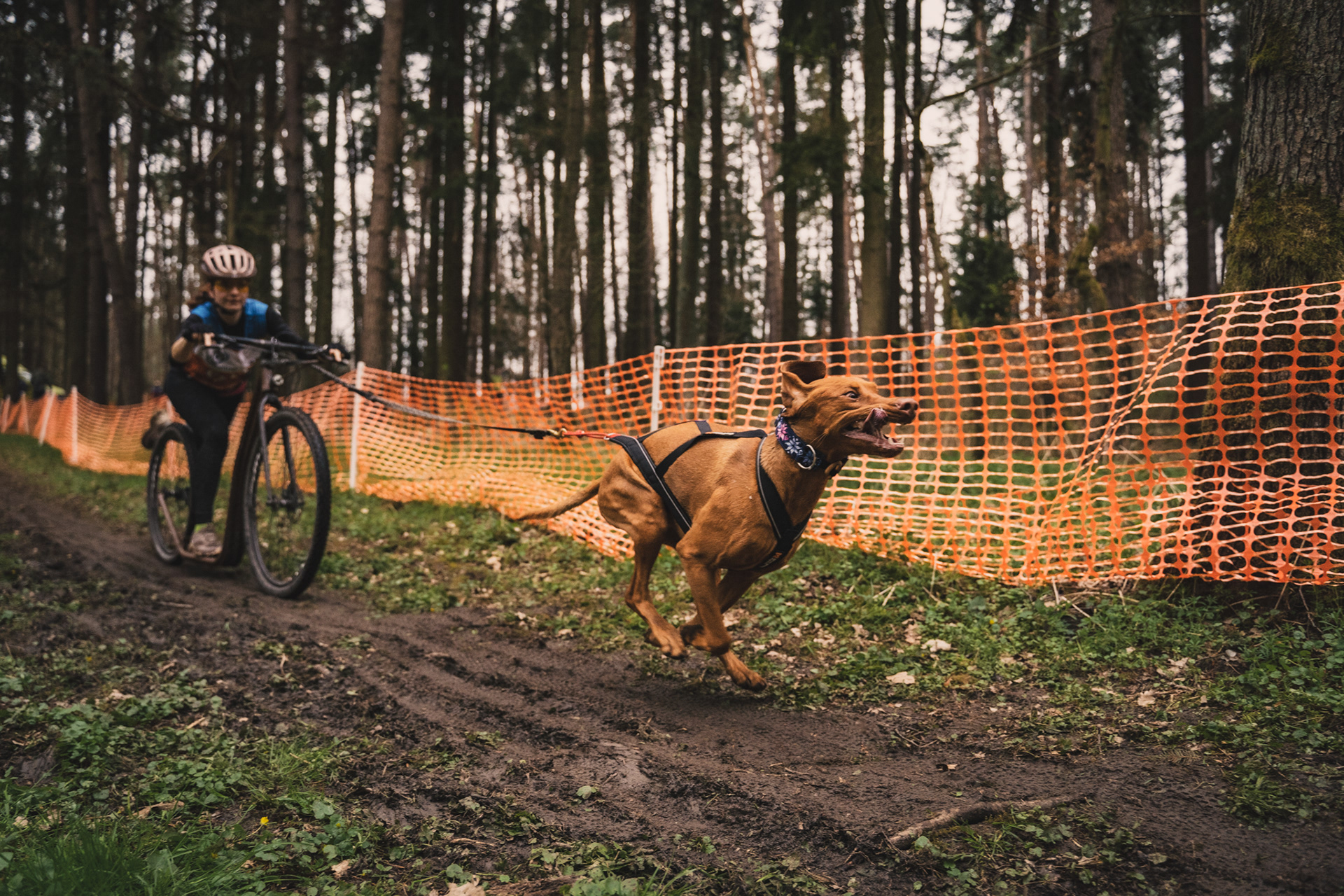 reportážní foto, mushing