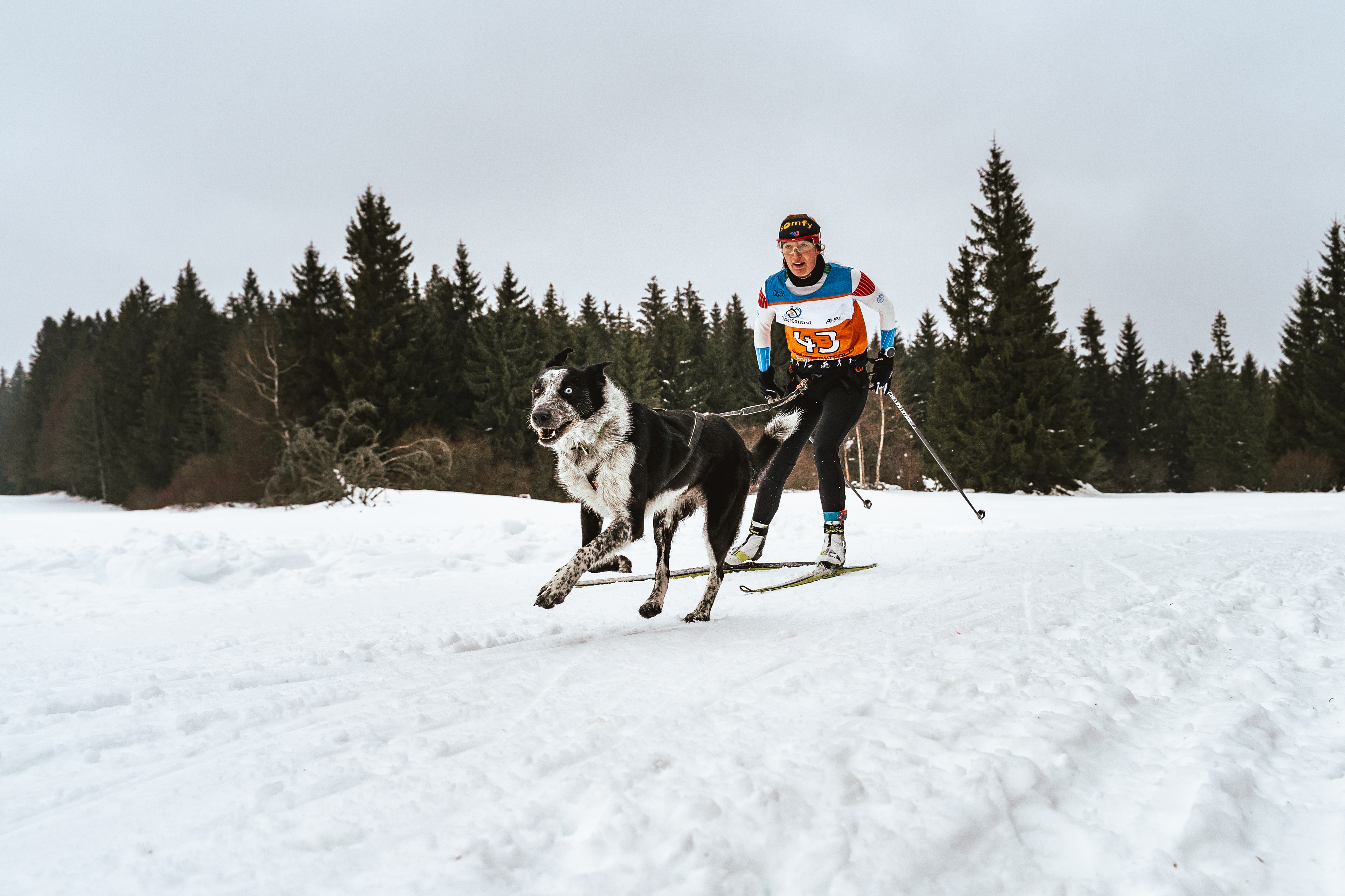 reportážní foto, mushing