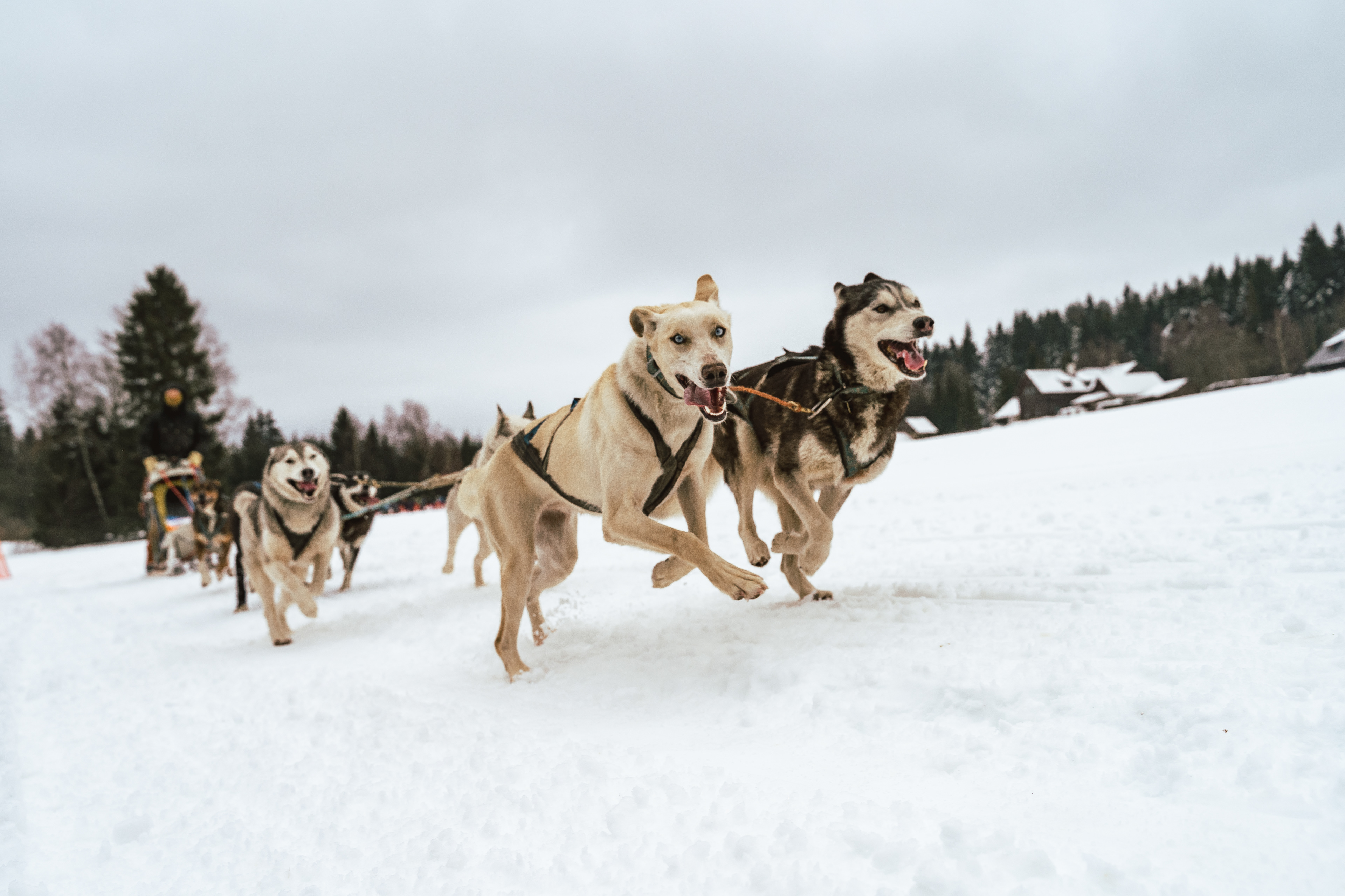 reportážní foto, mushing