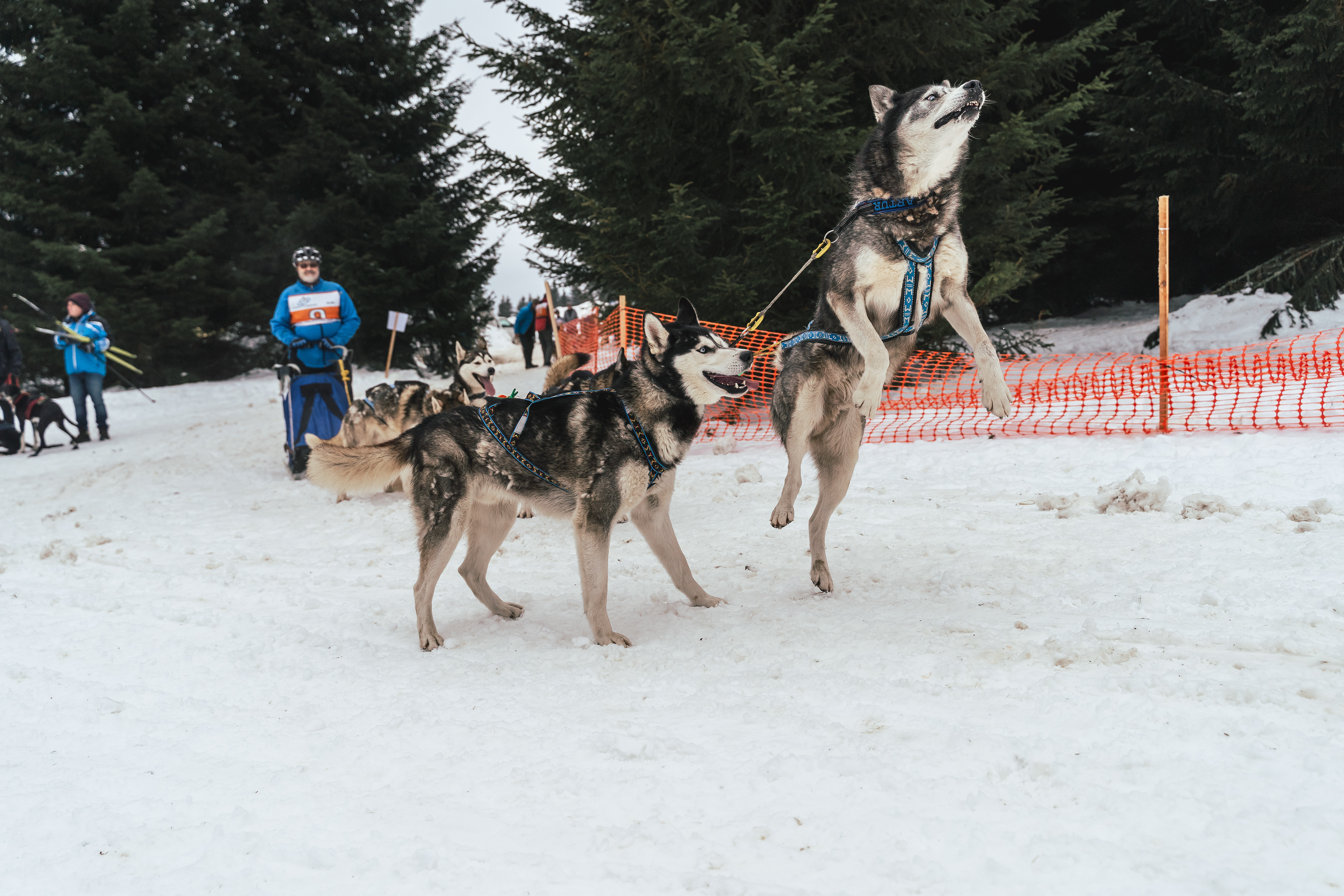reportážní foto, mushing