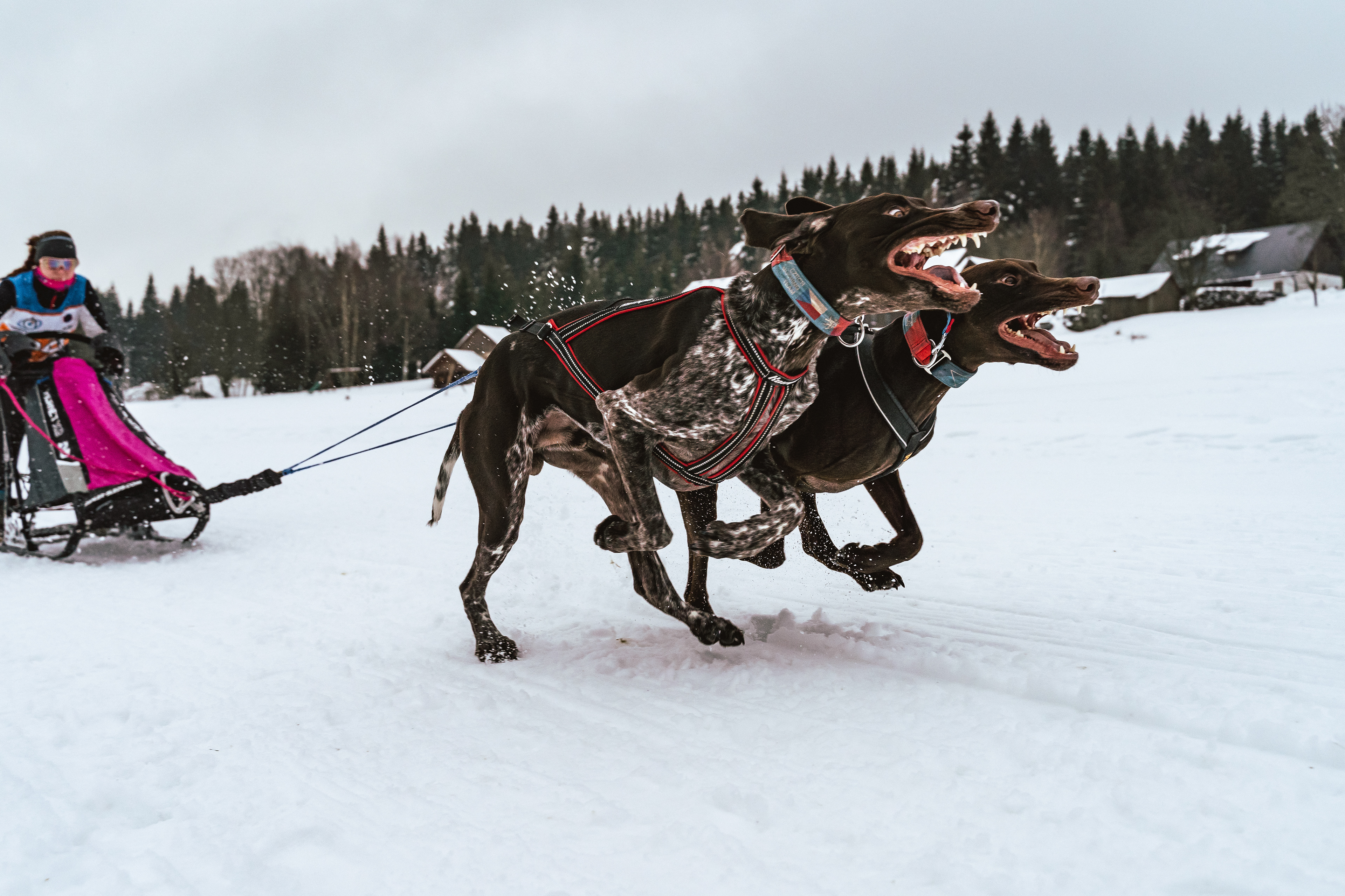 reportážní foto, mushing