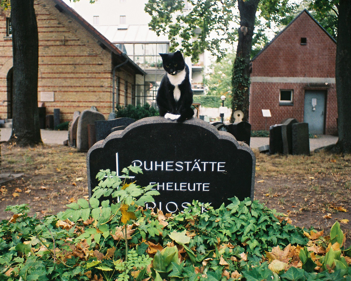 Gato sobre una lápida - Berlin - film 35mm
