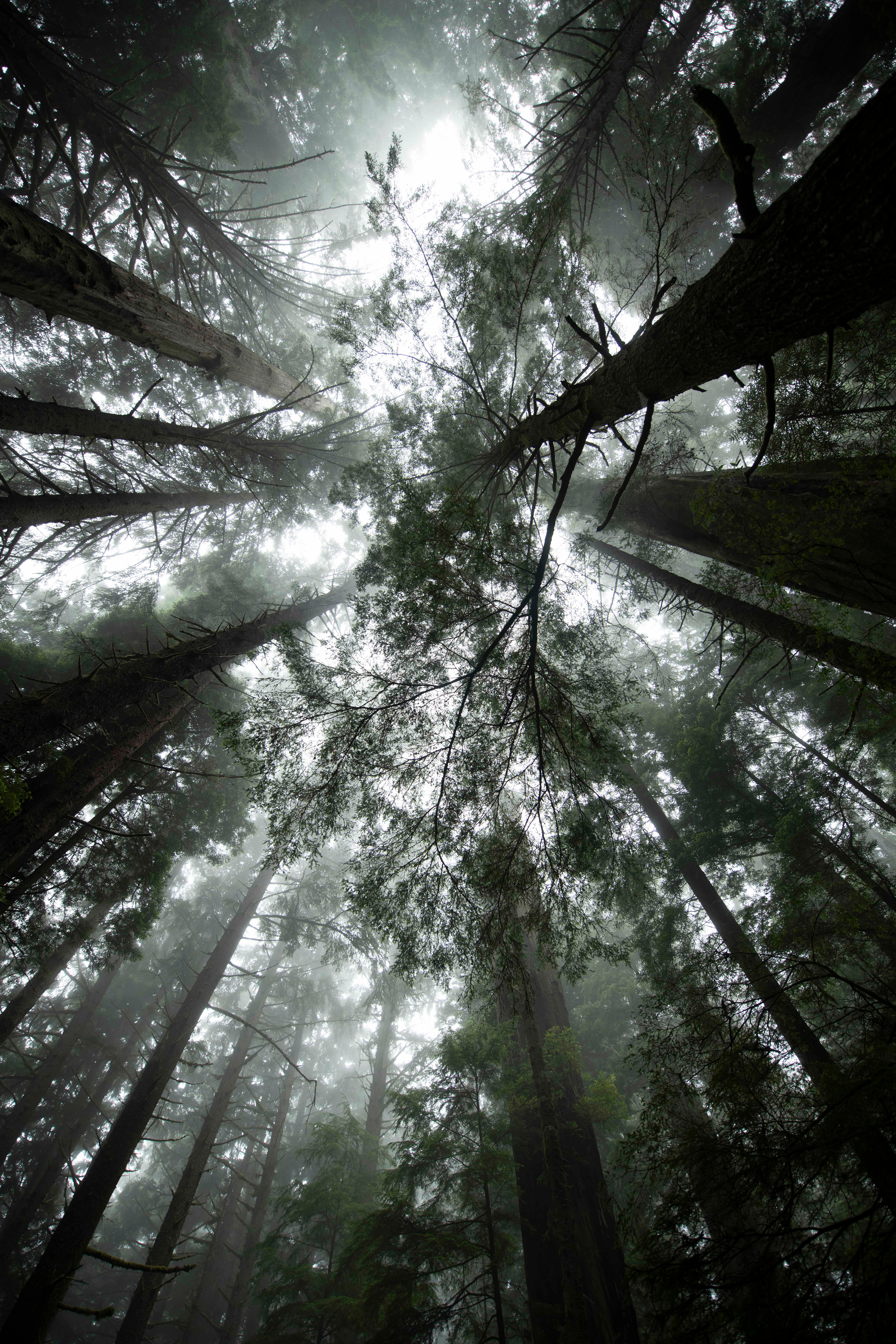 California redwoods
