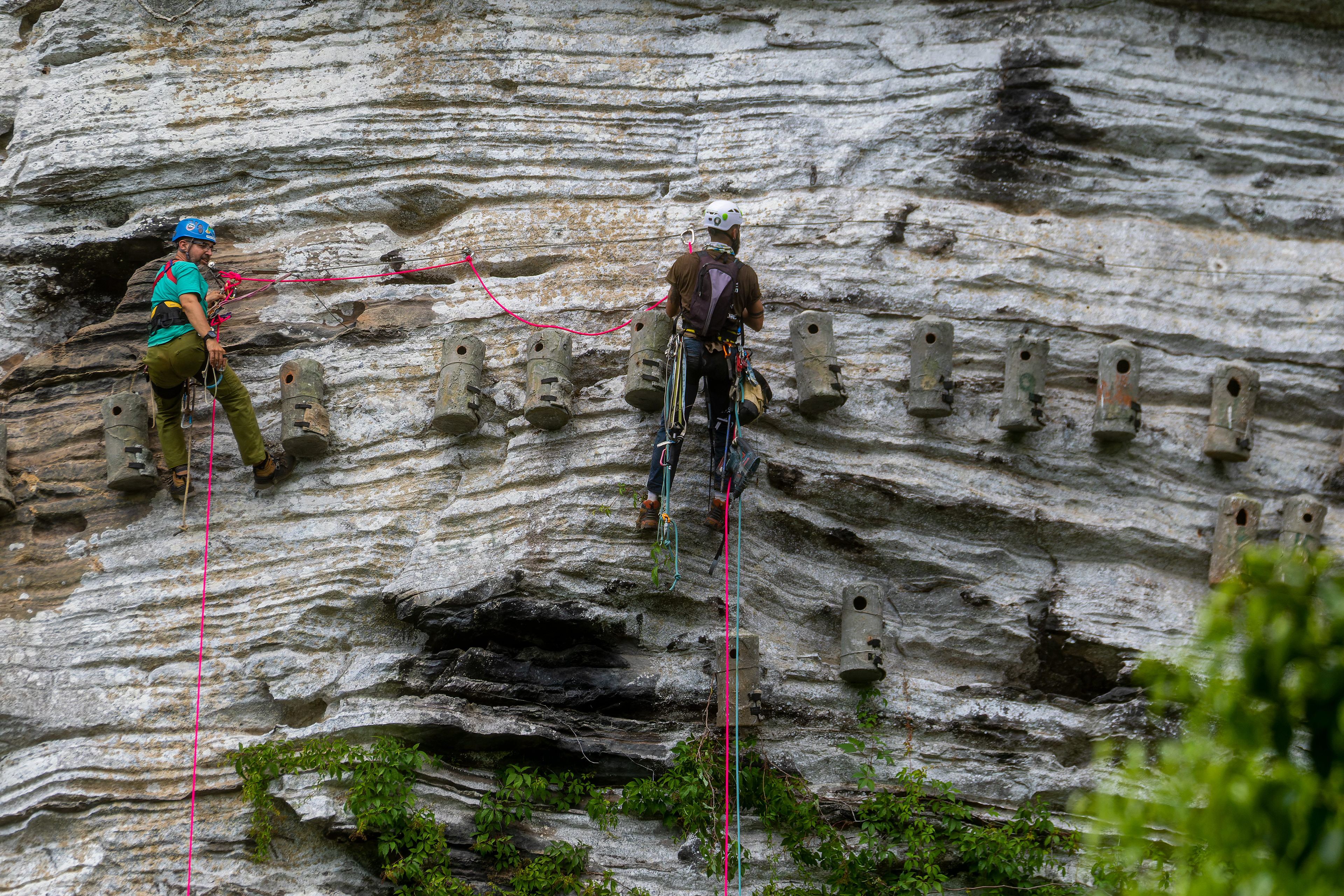Researchers monitoring artificial nest boxes installed on a limestone cliff for Cuban Amazon conservation