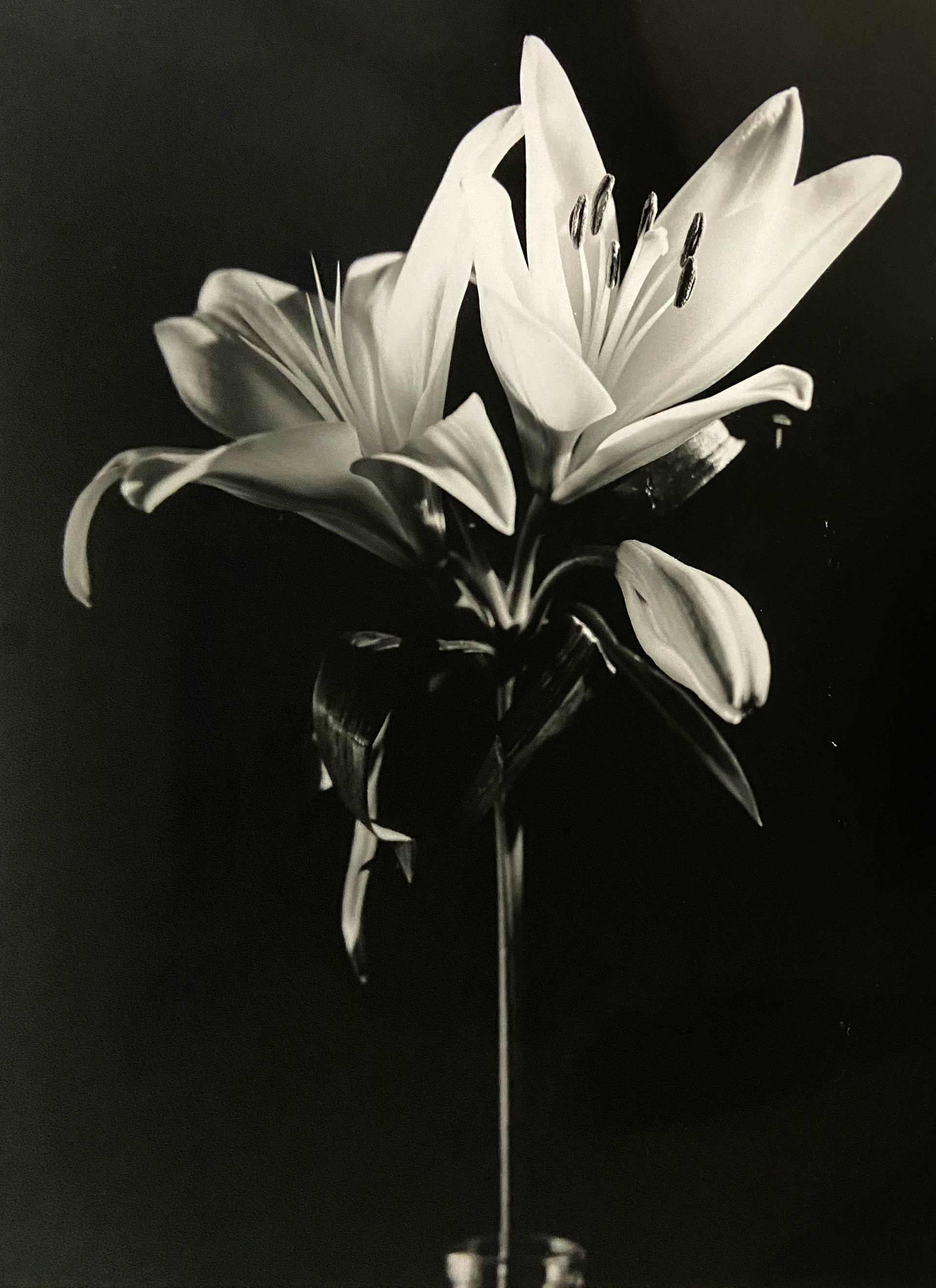 Korey Green "Stems", 2021, Silver gelatin print