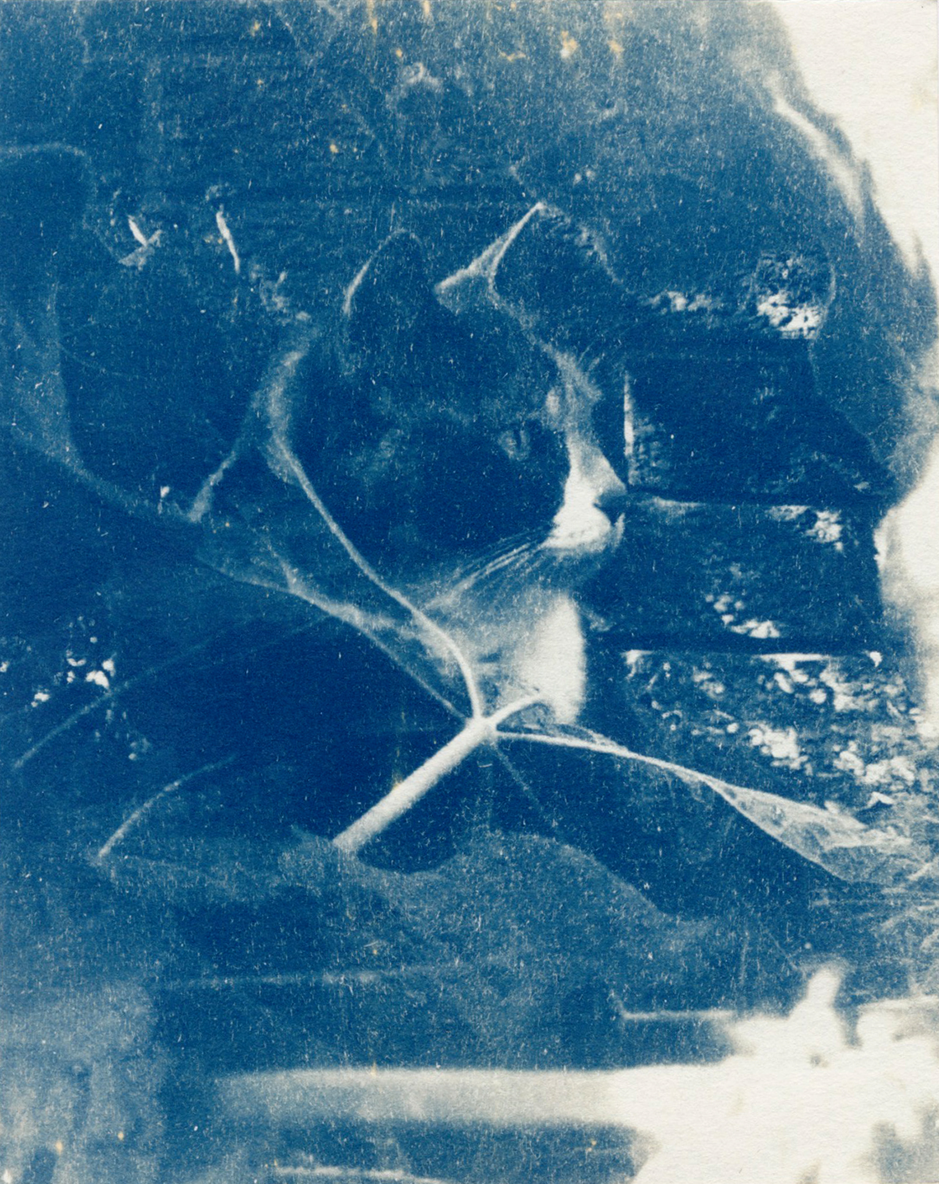 Laurence Aggson, "Tiger in the Jungle", 2024, Cyanotype