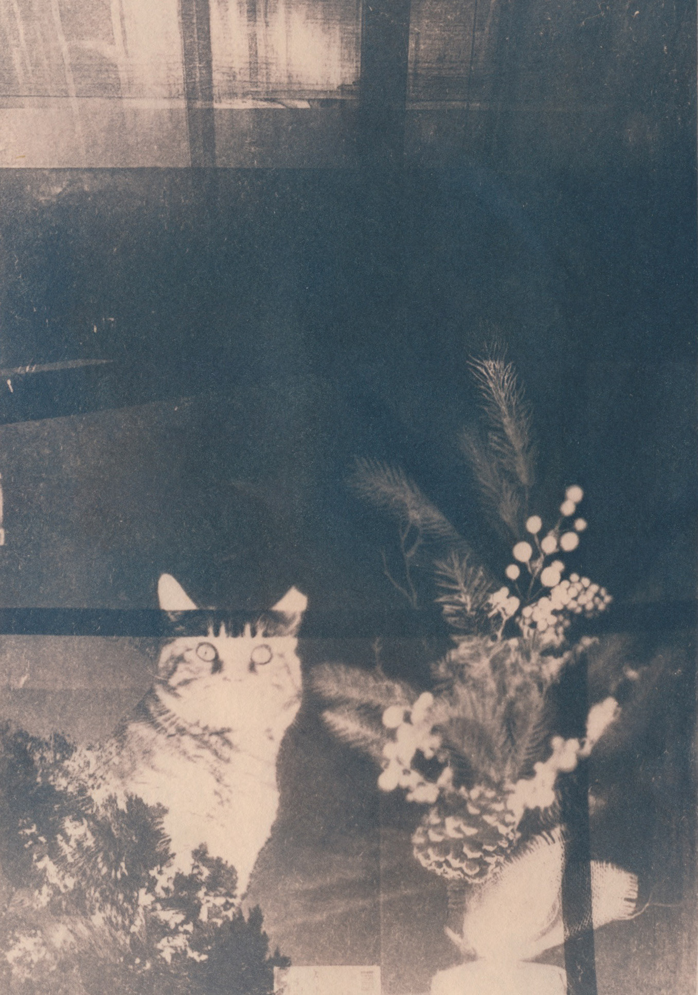 Taylor Wuestney, "Cat in Window", 2024, Toned cyanotype