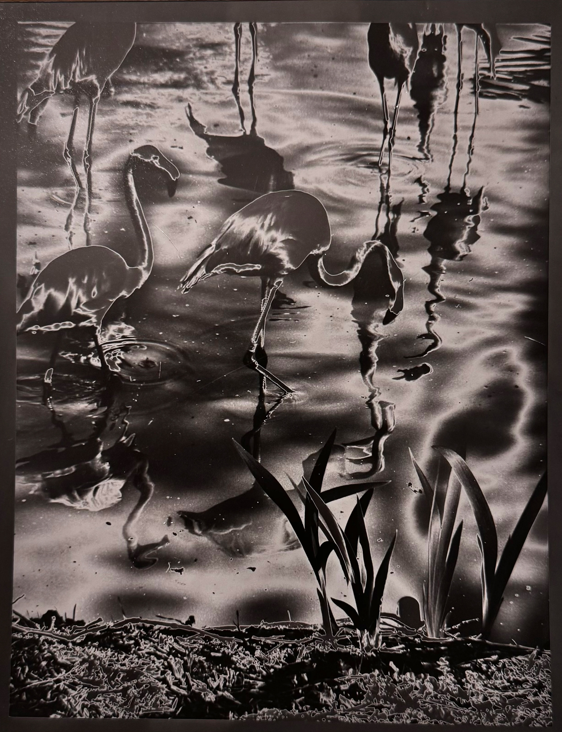 Steve Fairchild, "Solarized Flamingos", 2006, Solarized silver gelatin print