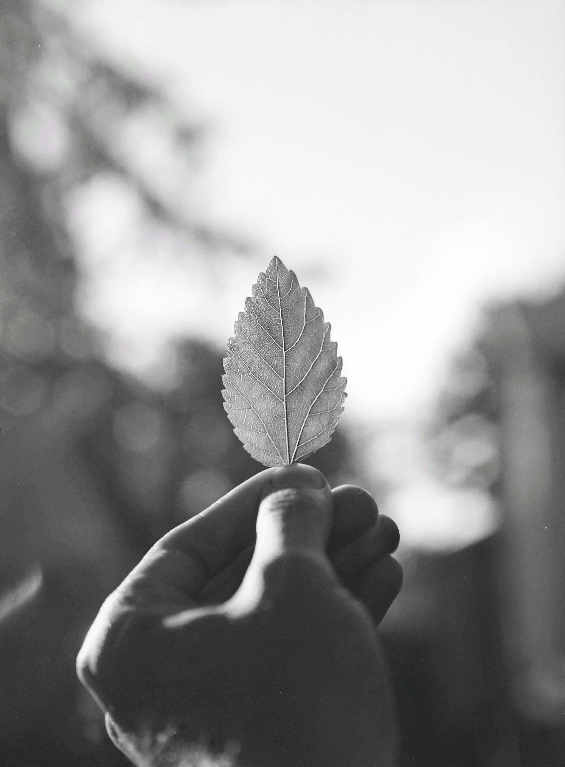 Tyler Longfellow, "Leaf", 2019, Silver gelatin print
