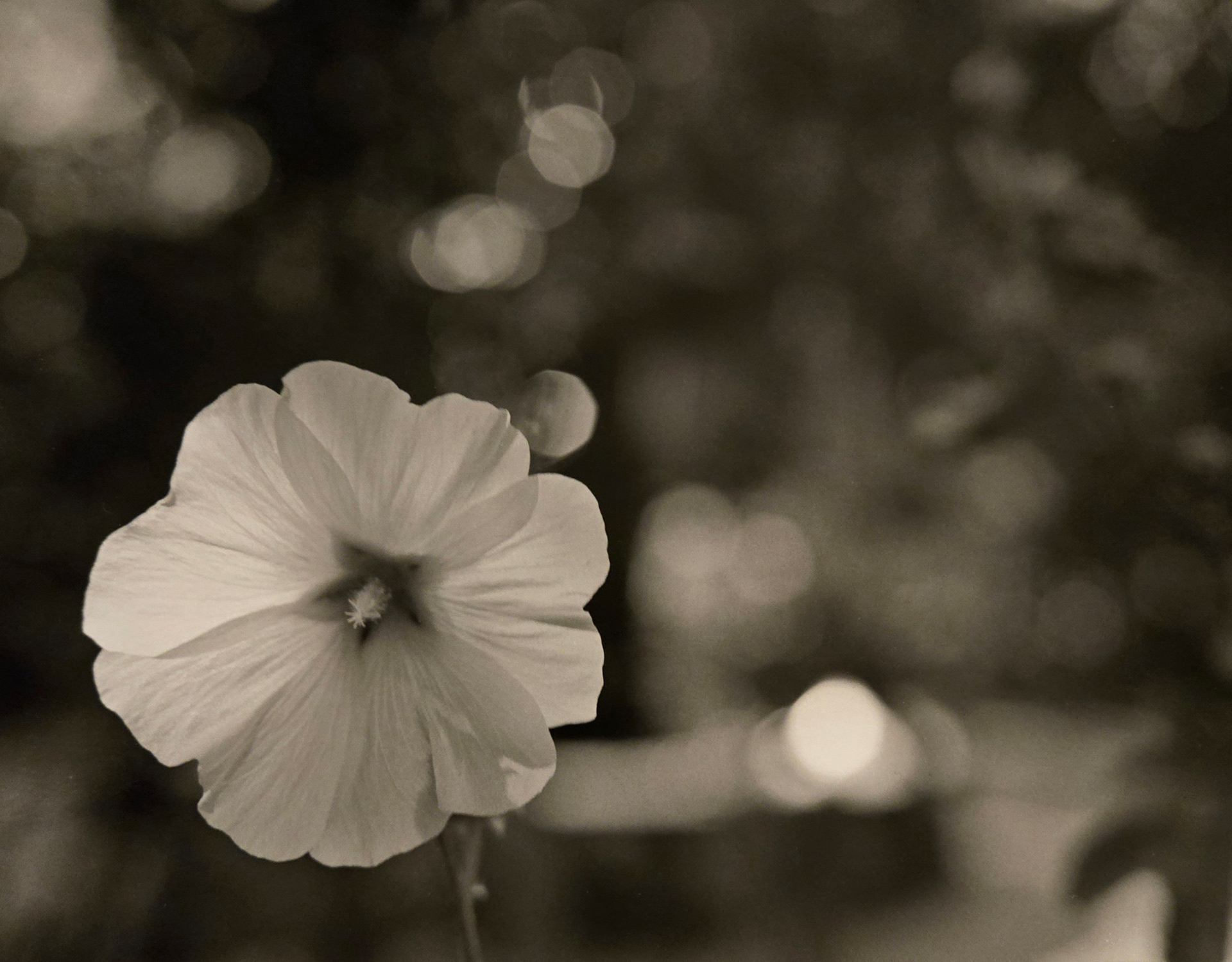 Vincent Shadow, "El Ray Court Bloom", 2024, Medium Format, Mamiya RZ67 Pro ii, HP5 film