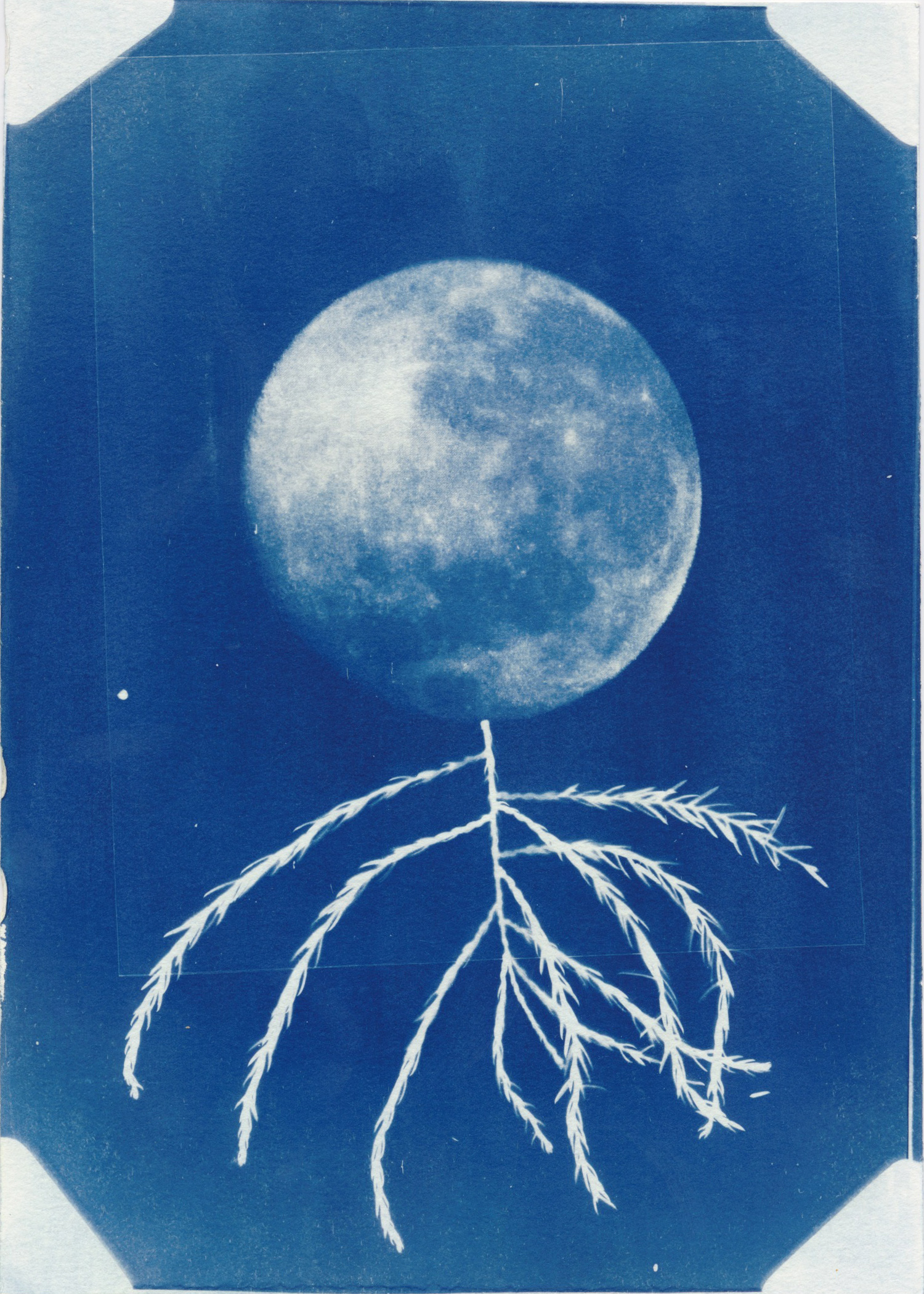 Lauren Leabo, "la bella donna", 2024, Cyanotype