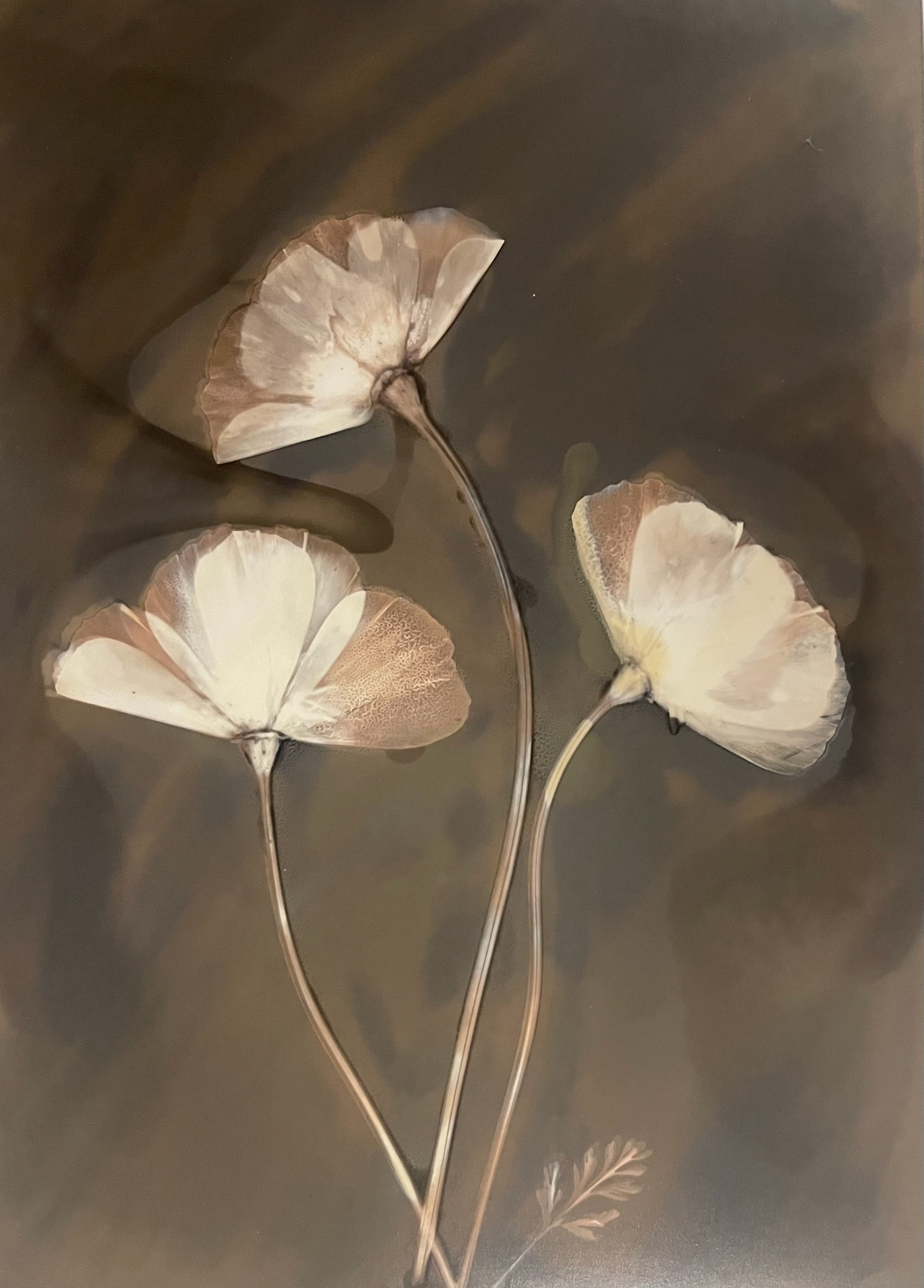 Becky Brinkley, "Three California Poppies", 2022, Lumen print