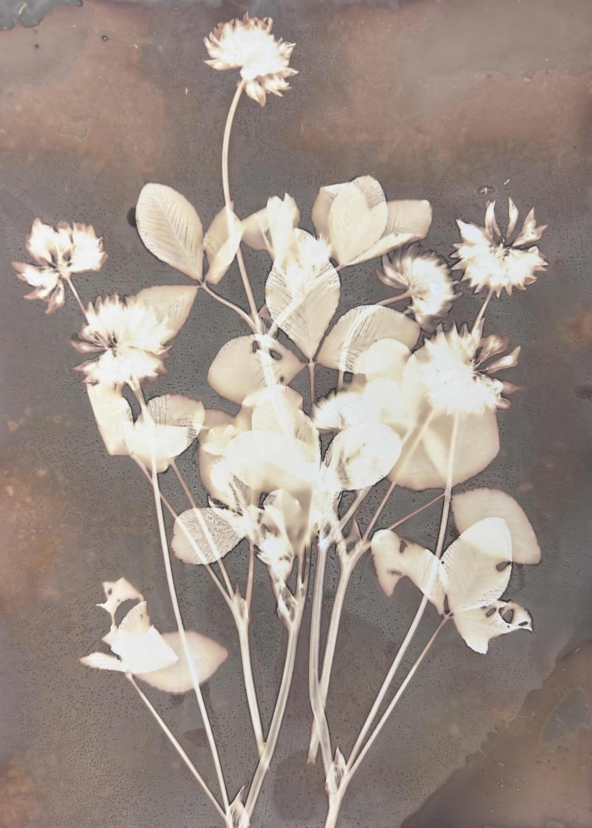 Kelsey Nolin, "Clover, no. 2", 2024, Lumen print
