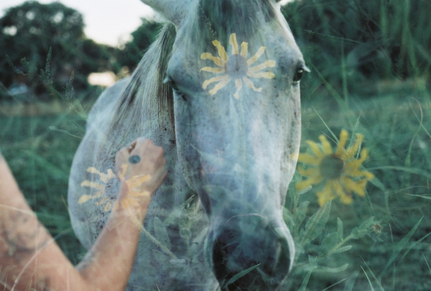 Destry Rose, "Flower Wisdom", 2018, Film photography