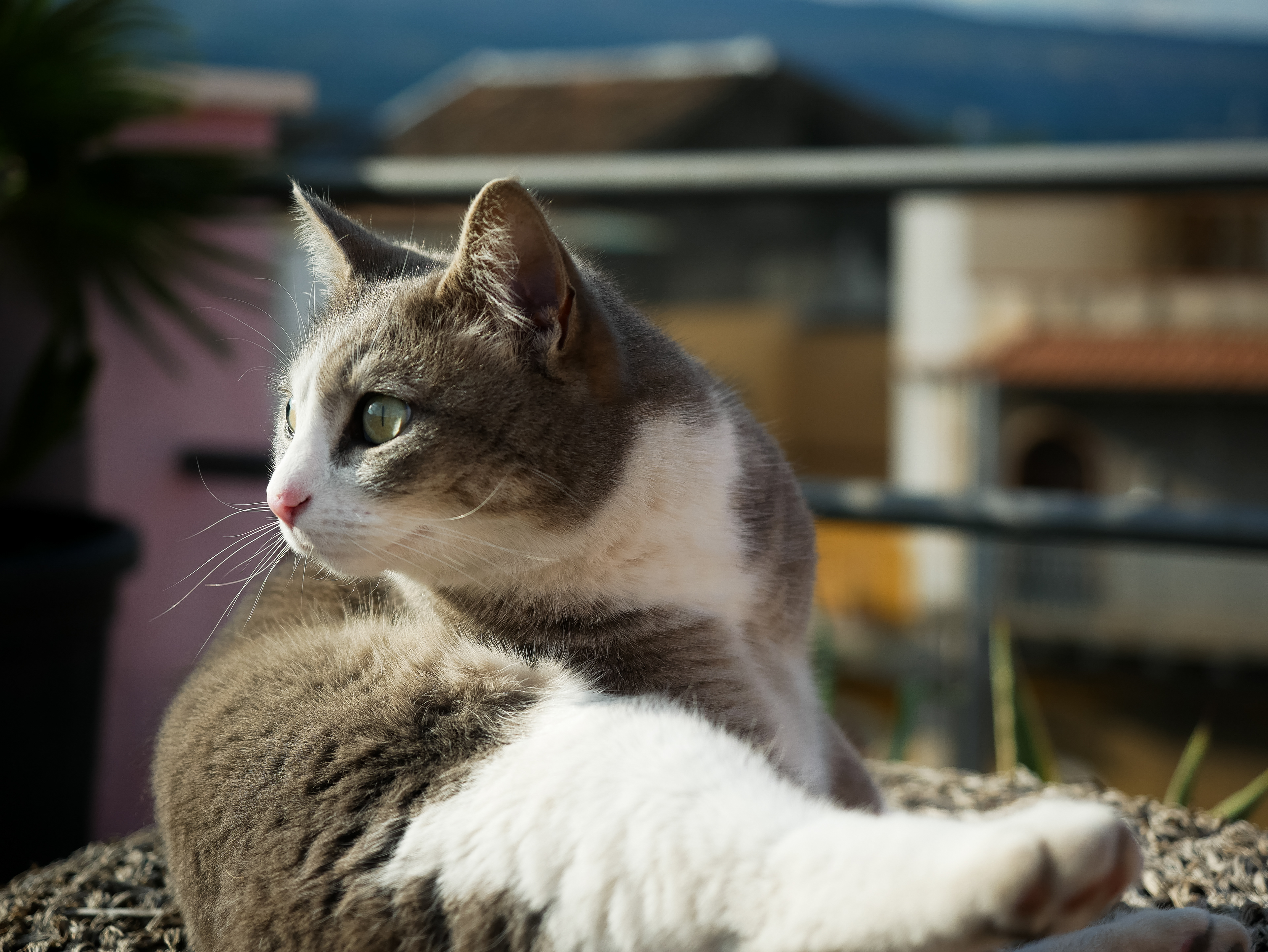 cat