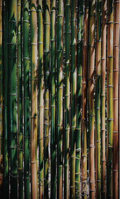 Bamboo