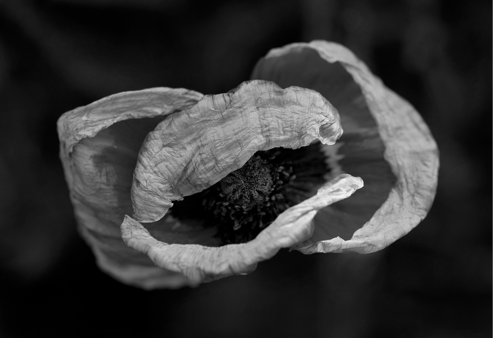Archival pigment print