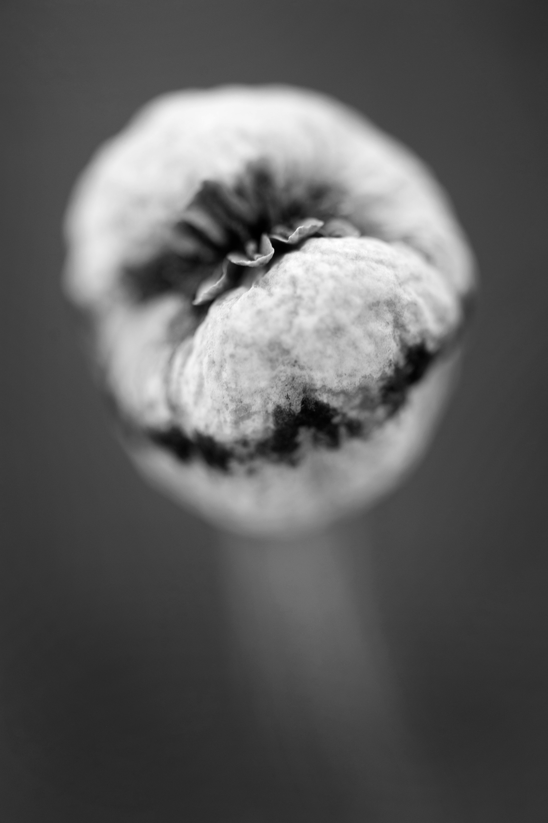 Archival pigment print
