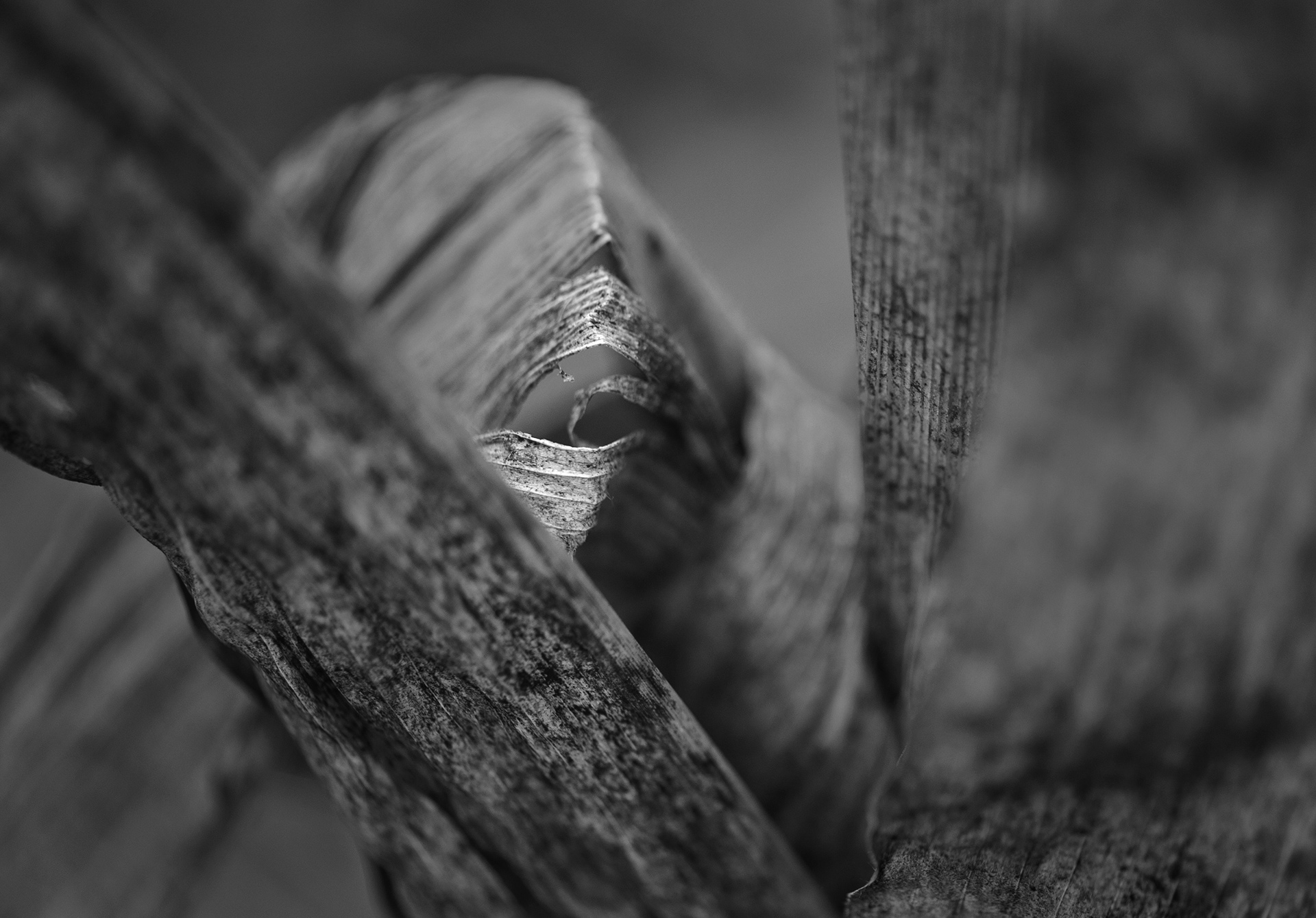 Archival pigment print