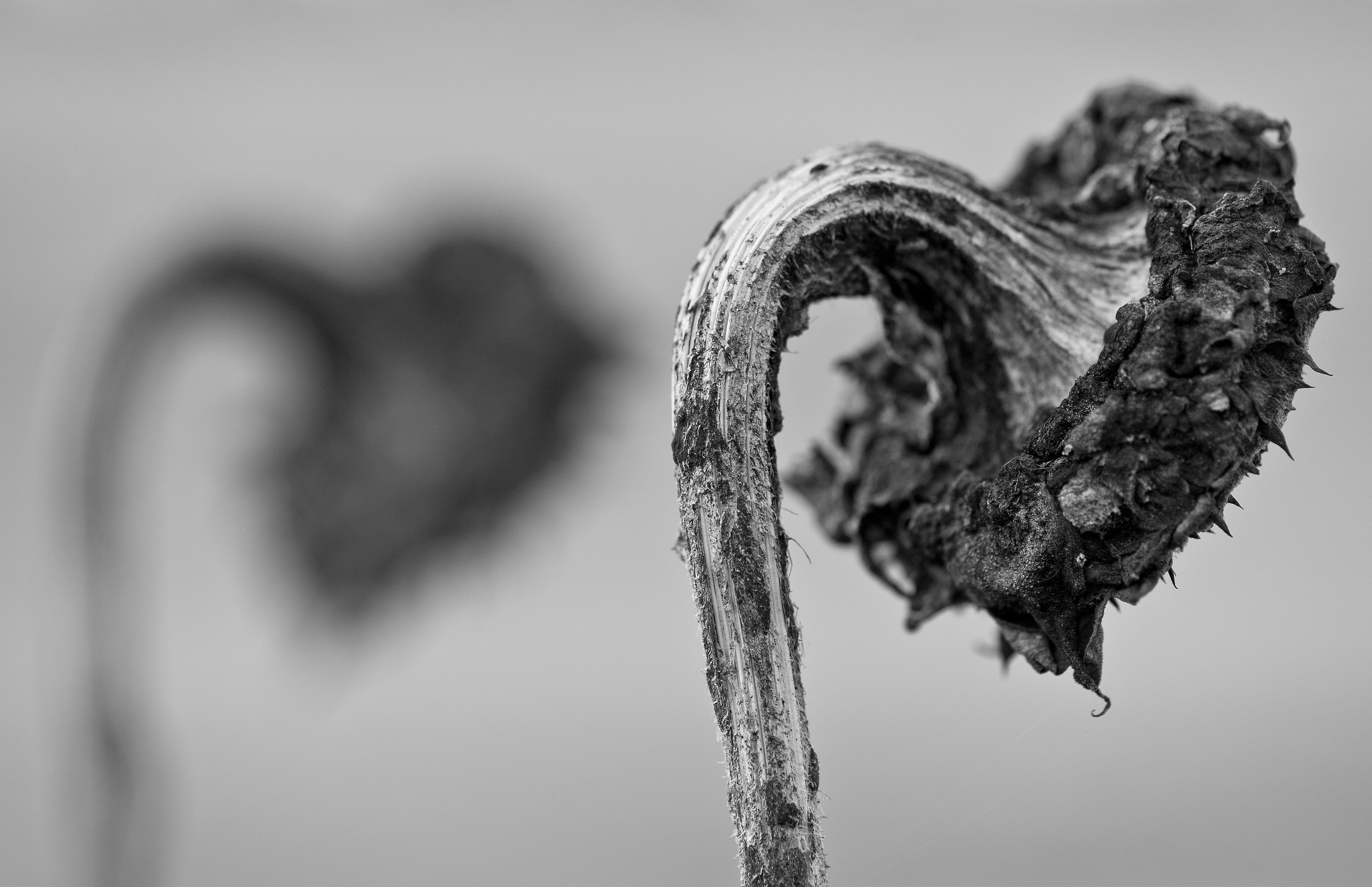 Archival pigment print