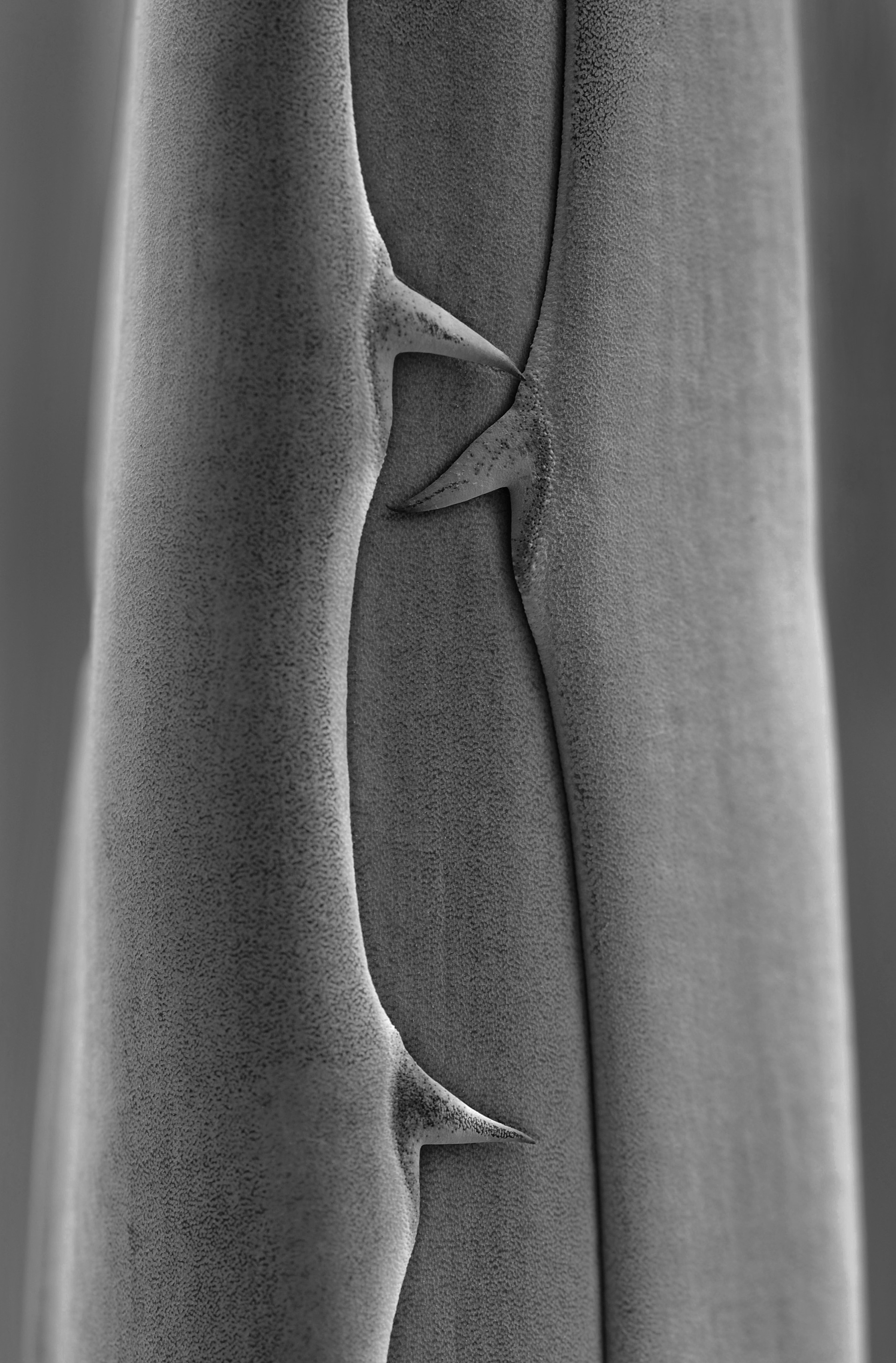 Archival pigment print